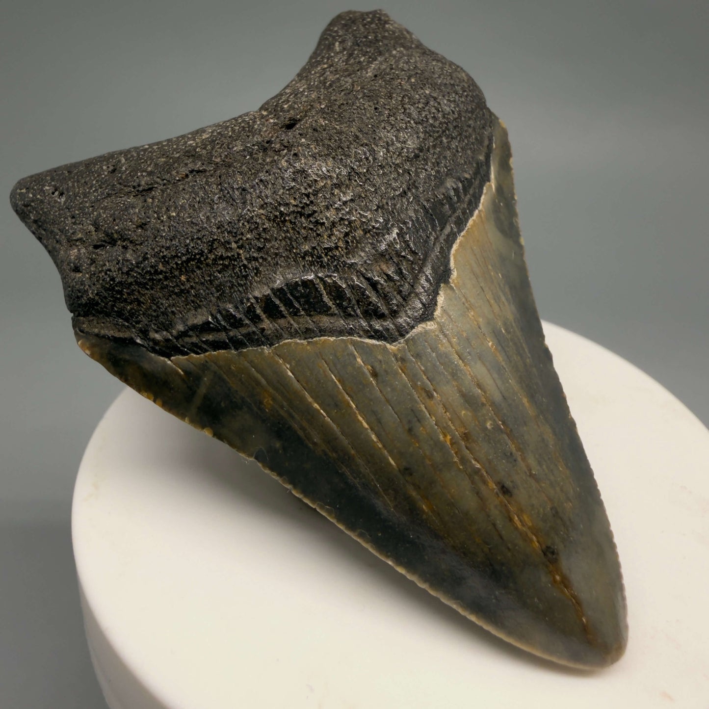 Front Left View Colorful 2.71" Fossil Megalodon Tooth - Authentic Carcharocles megalodon Fossil from North Carolina CM9490
