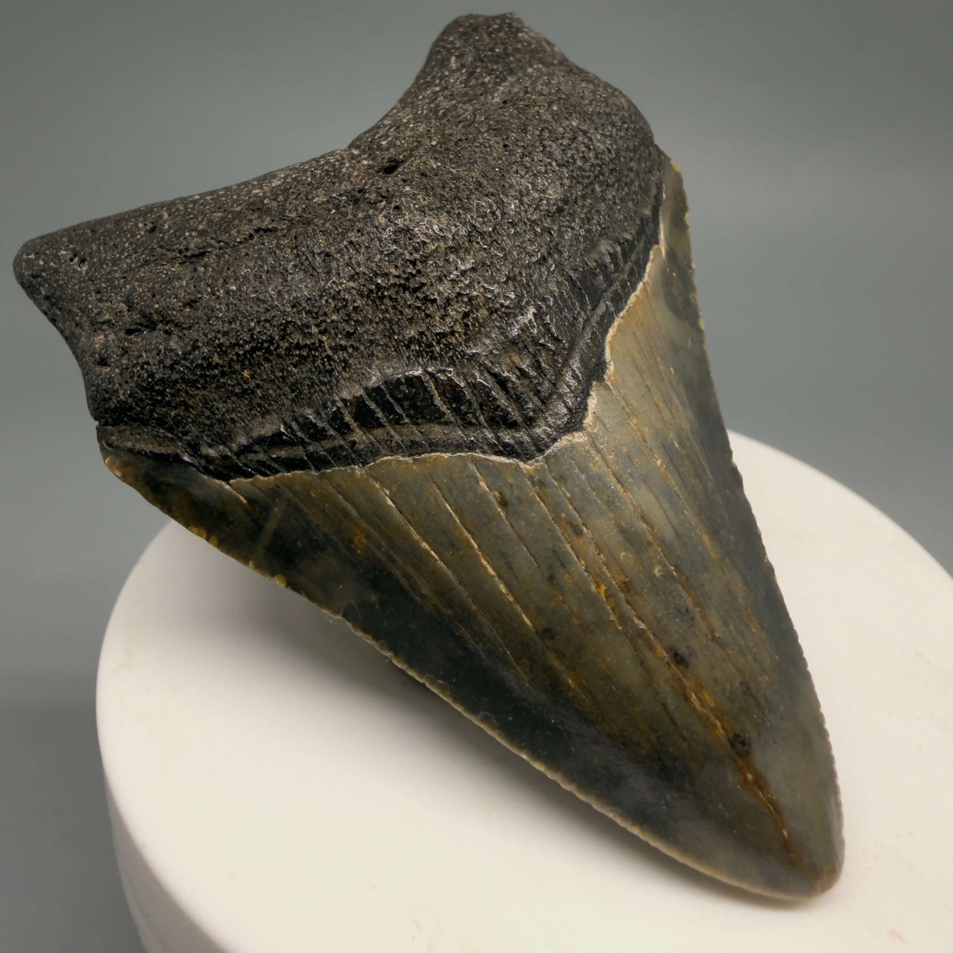 Front Left View Colorful 2.71" Fossil Megalodon Tooth - Authentic Carcharocles megalodon Fossil from North Carolina CM9490