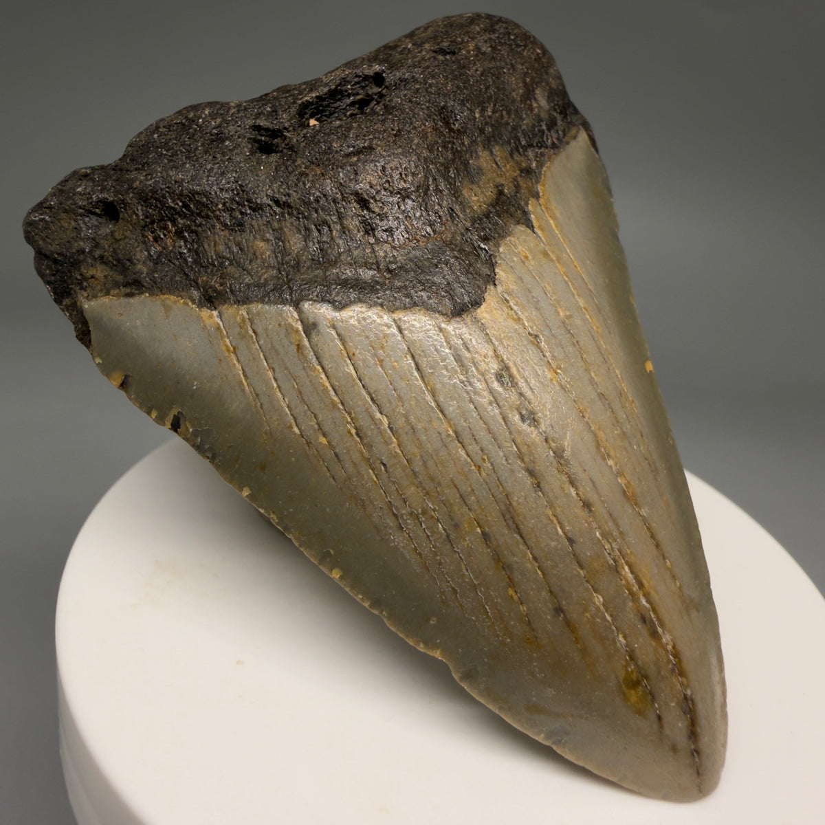 Front Left View Colorful 2.71" Fossil Megalodon Tooth - Authentic Carcharocles megalodon Fossil from North Carolina megalodonteeth.com CM6631