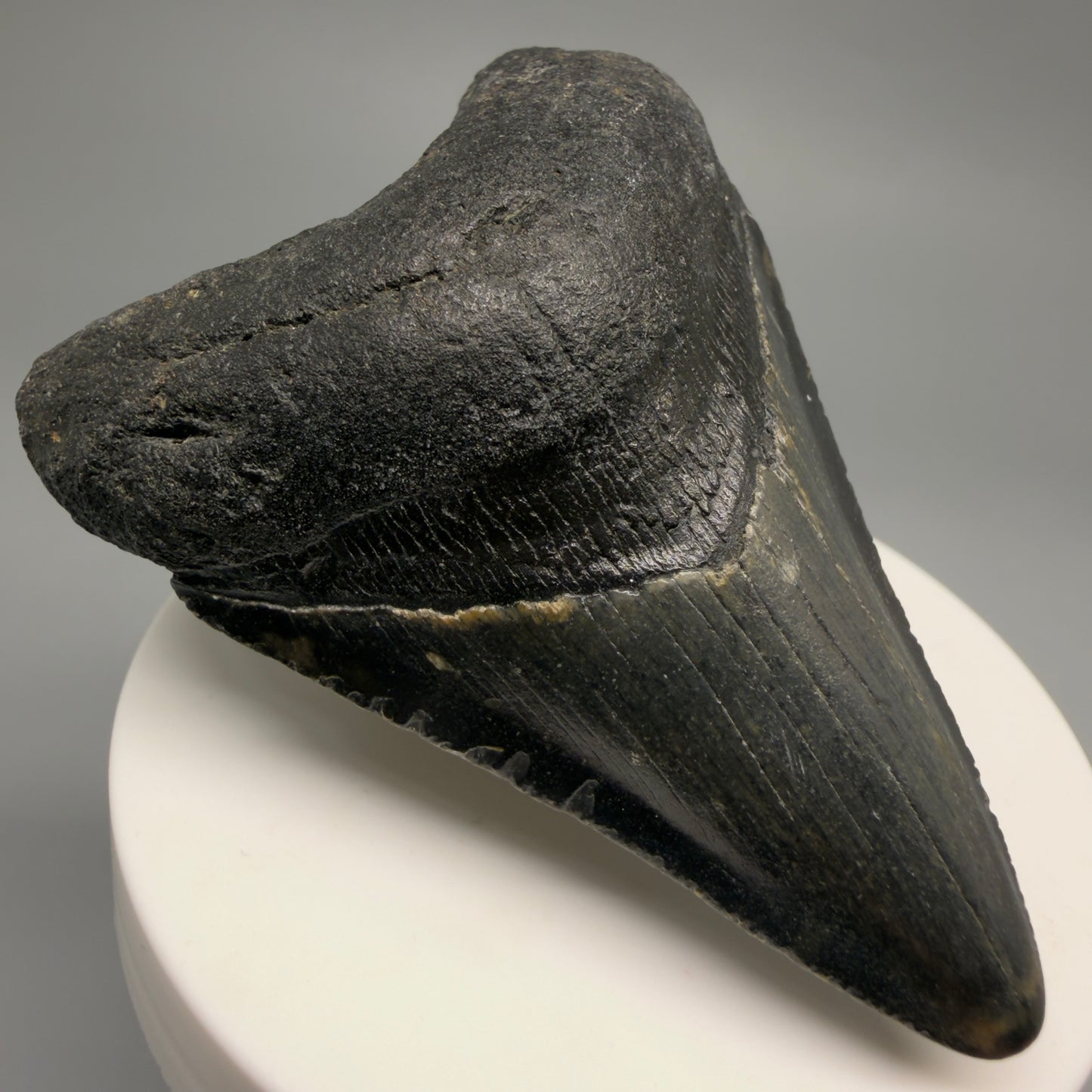 Front Left View Colorful 2.75" Fossil Megalodon Tooth - Authentic Carcharocles megalodon Fossil from North Carolina CM6492