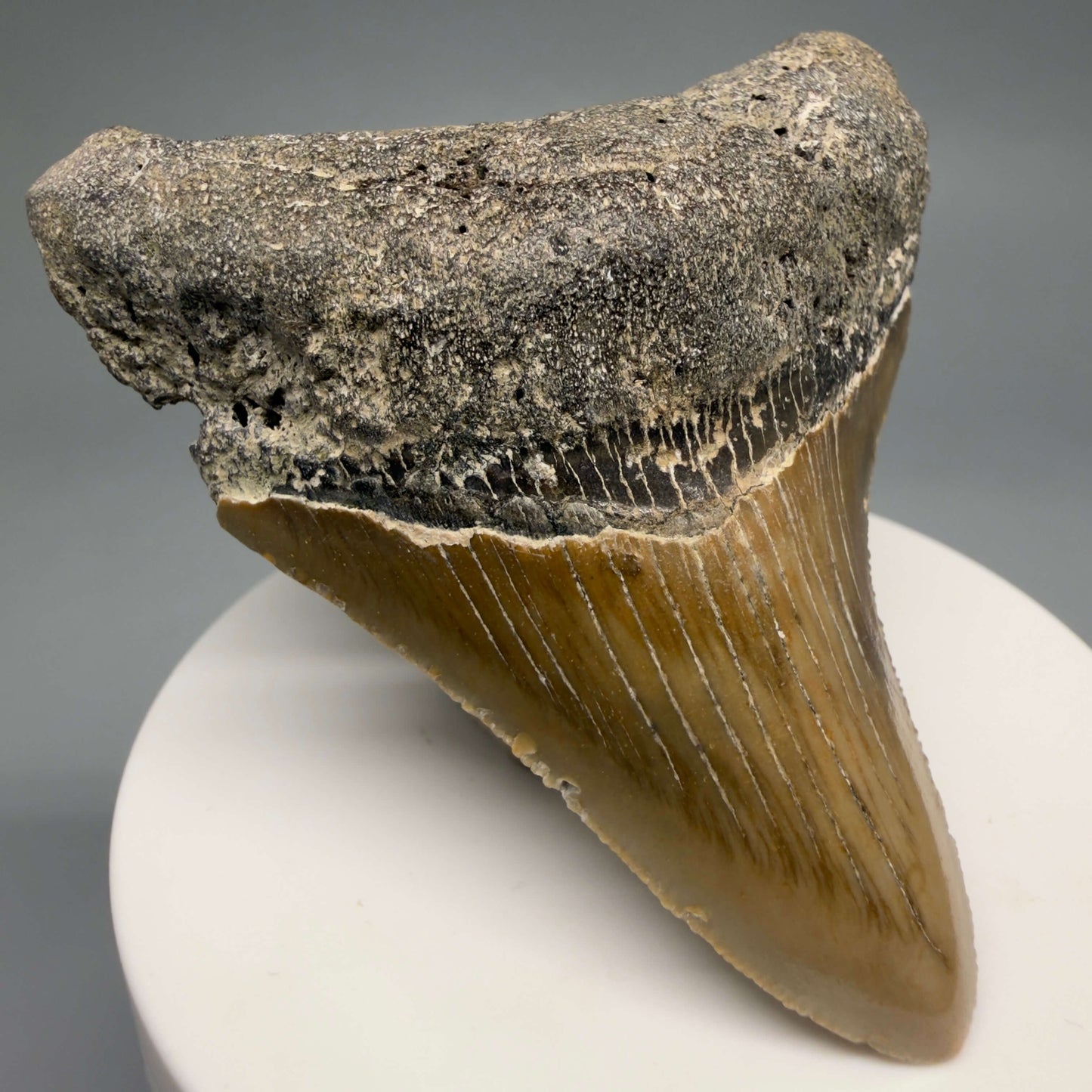 Front Left View Colorful 2.76" Fossil Megalodon Tooth - Authentic Carcharocles megalodon Fossil from North Carolina CM6493