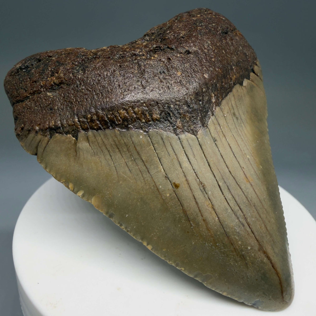 Front Left View Colorful 2.77" Fossil Megalodon Tooth - Authentic Carcharocles megalodon Fossil from North Carolina megalodonteeth.com CM6790