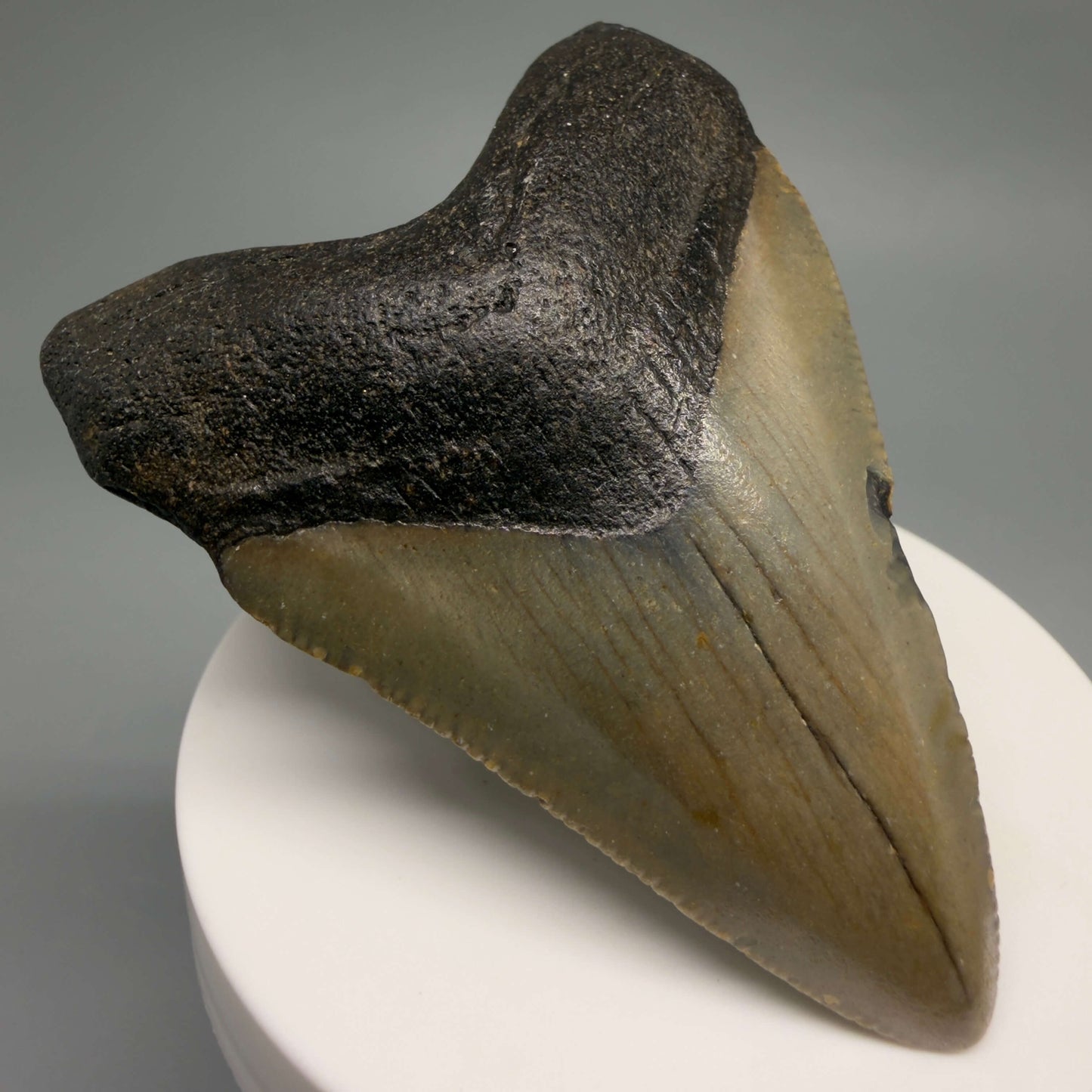Front Left View Colorful 2.82" Fossil Megalodon Tooth - Authentic Carcharocles megalodon Fossil from North Carolina CM6491