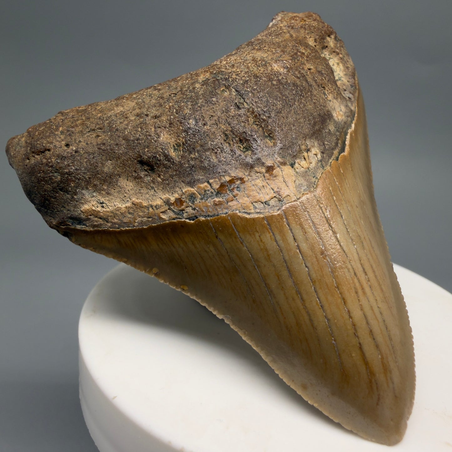 Front Left View Colorful 2.82" Fossil Megalodon Tooth - Authentic Carcharocles megalodon Fossil from North Carolina CM6495