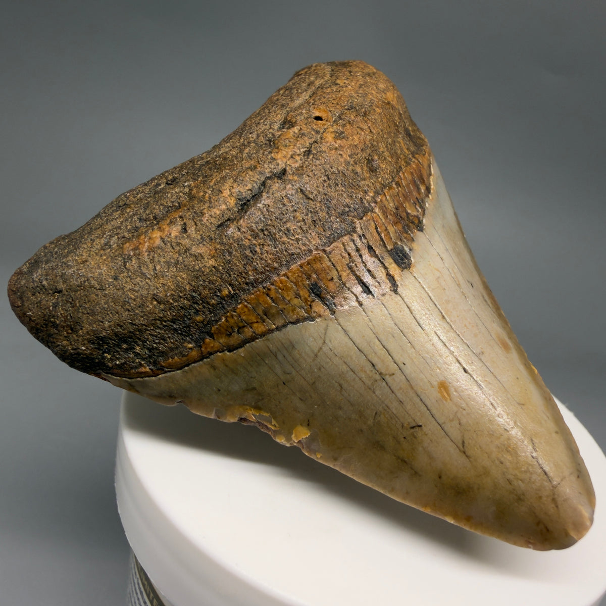 Front Left View Colorful 2.90" Fossil Megalodon Tooth - Authentic Carcharocles megalodon Fossil from North Carolina megalodonteeth.com CM6632
