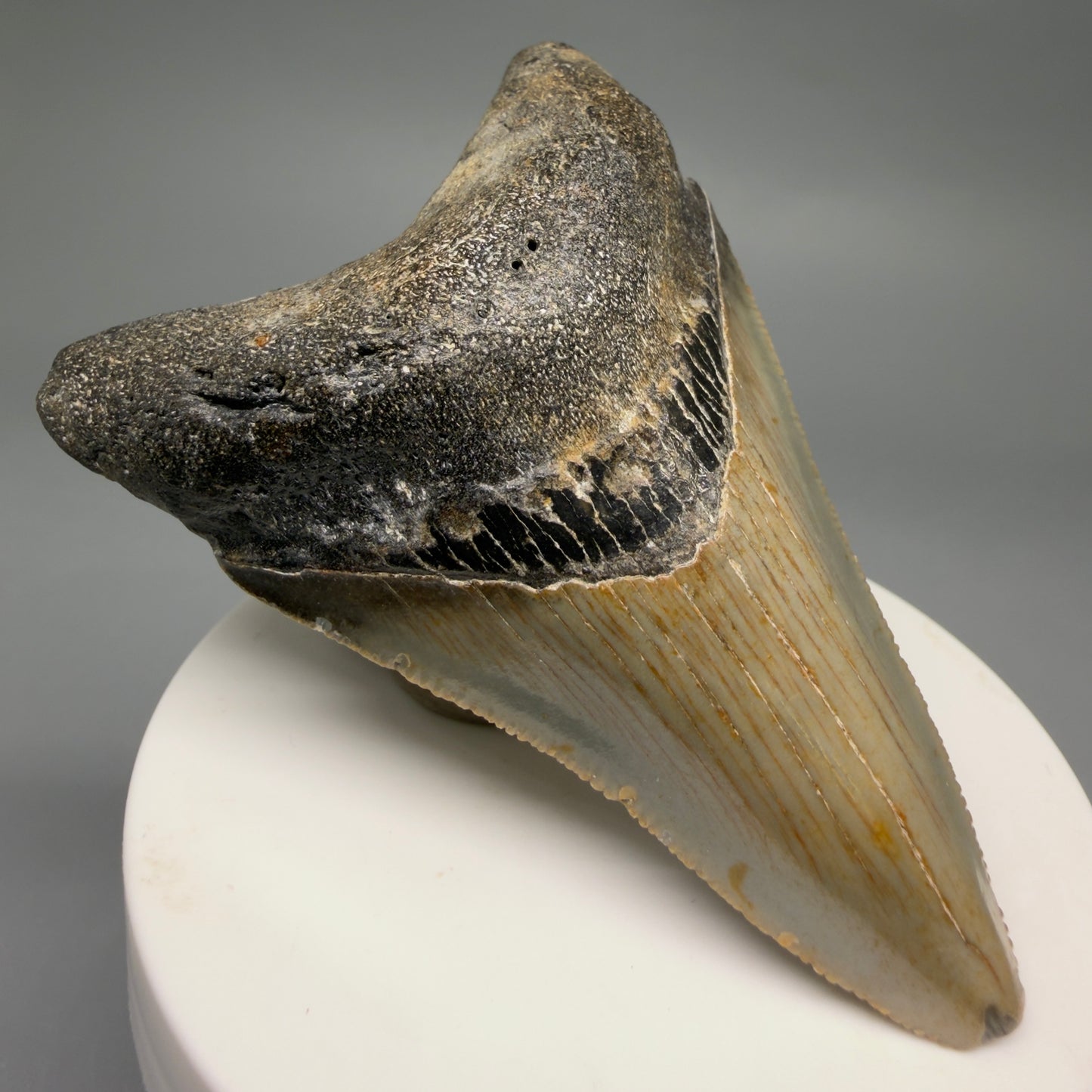 Front Left View Colorful 2.93" Fossil Megalodon Tooth - Authentic Carcharocles megalodon Fossil from North Carolina CM6496
