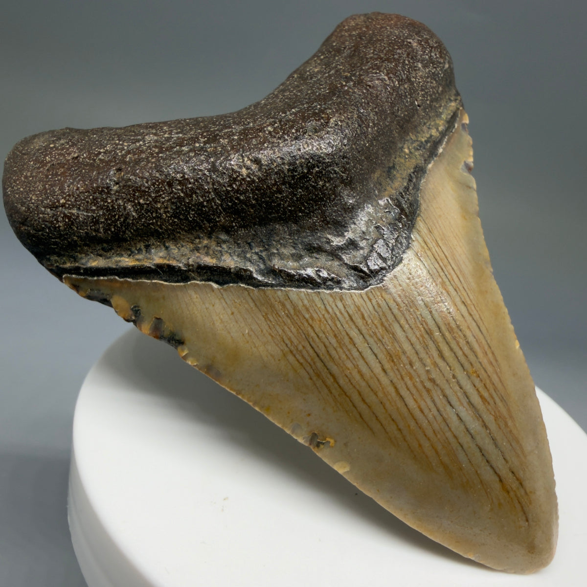 Front Left View Colorful 2.93" Fossil Megalodon Tooth - Authentic Carcharocles megalodon Fossil from North Carolina megalodonteeth.com CM6792