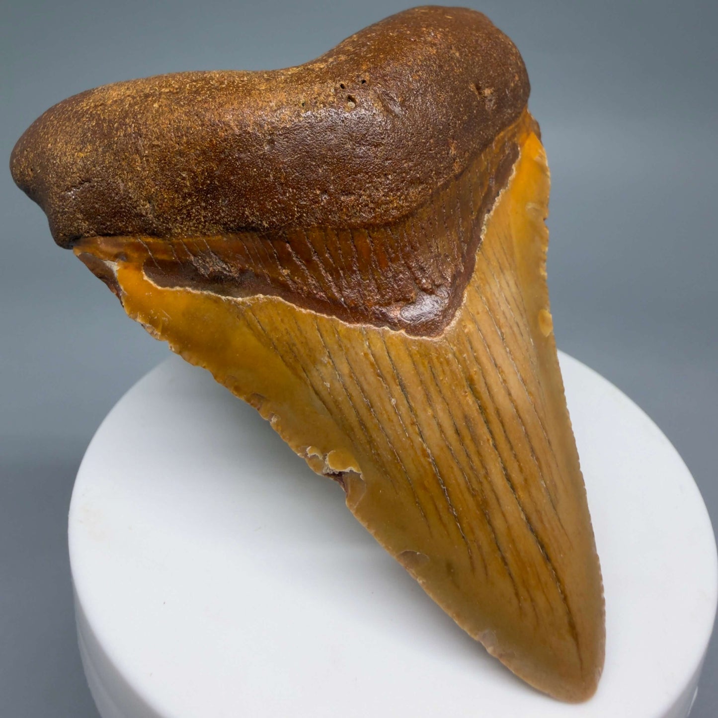 Front Left View Colorful 2.96" Fossil Megalodon Tooth - Authentic Carcharocles megalodon Fossil from North Carolina CM6494