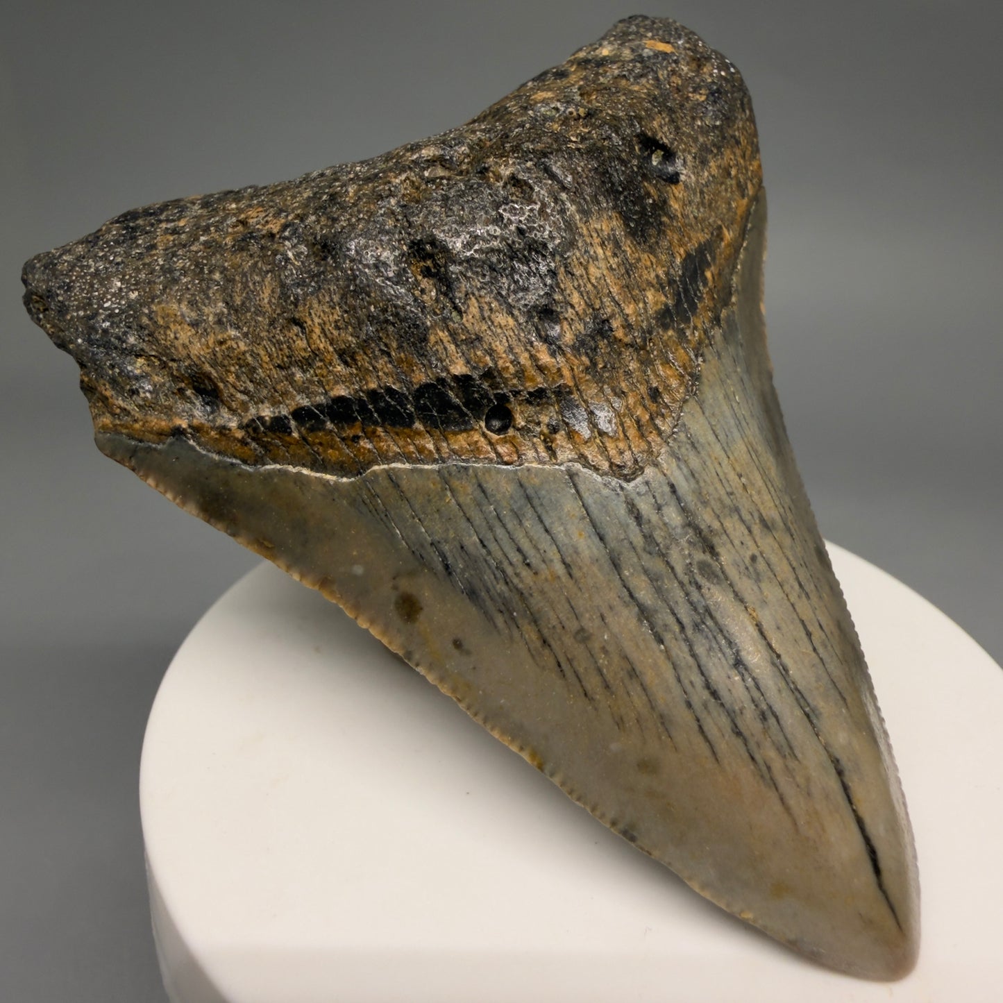Front Left View Colorful 2.98" Fossil Megalodon Tooth - Authentic Carcharocles megalodon Fossil from North Carolina megalodonteeth.com CM6497