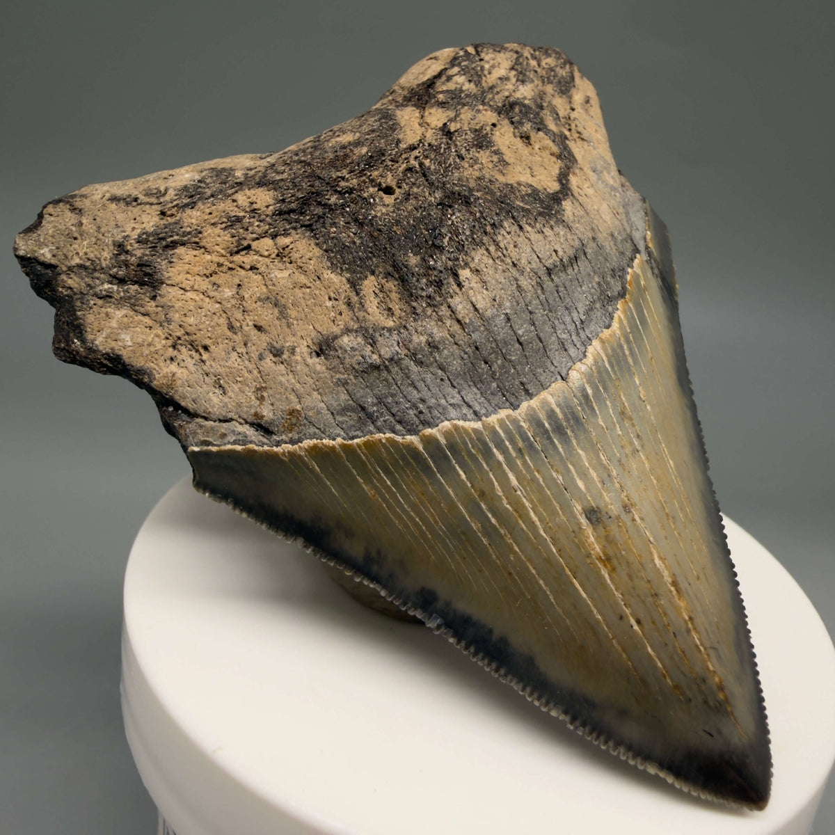 Front Left View Colorful 3.00" Fossil Megalodon Tooth from North Carolina - megalodonteeth.com CM6794