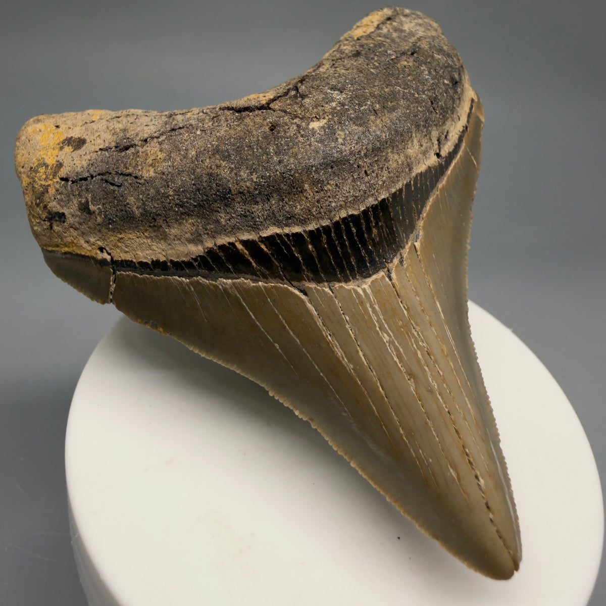 Front Left View Colorful 3.10" Fossil Megalodon Tooth from North Carolina - megalodonteeth.com CM6765
