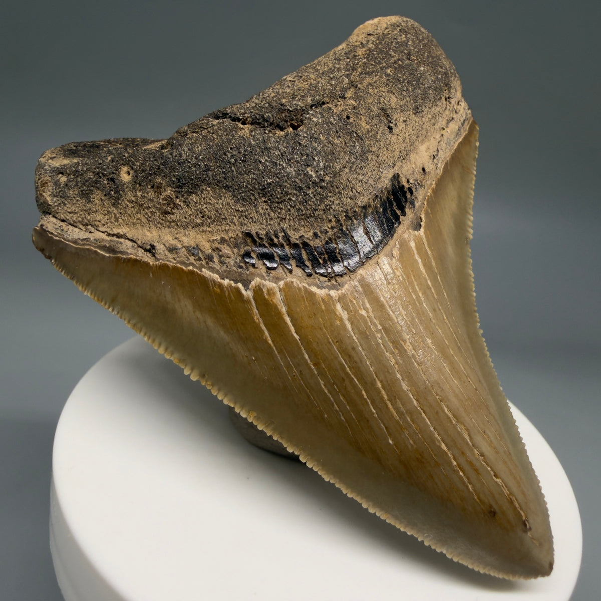 Front Left View Colorful 3.10" Fossil Megalodon Tooth from North Carolina - megalodonteeth.com CM6797