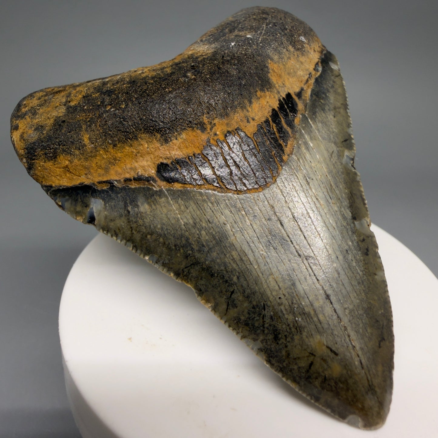 Front Left View Colorful 3.16" Fossil Megalodon Tooth from North Carolina - megalodonteeth.com CM6498