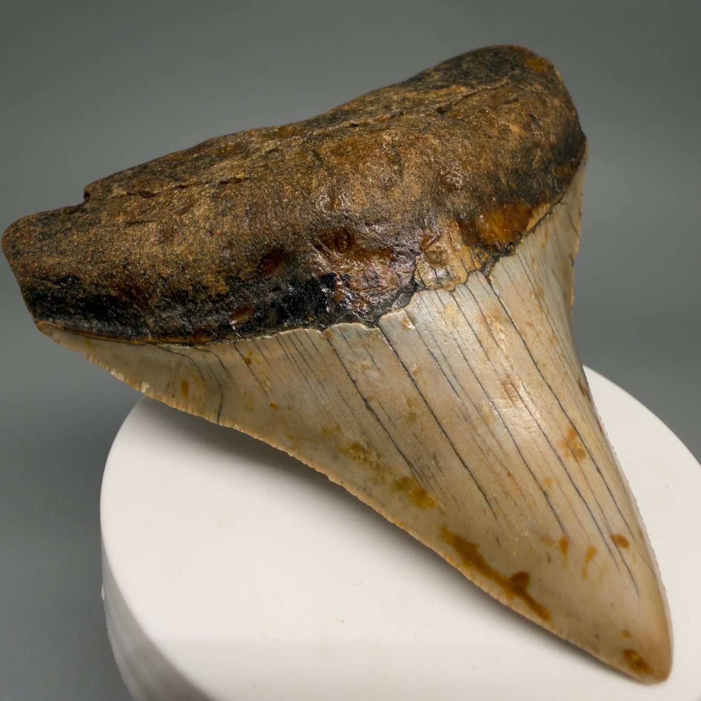 Front Left View Colorful 3.17" Fossil Megalodon Tooth from North Carolina - megalodonteeth.com CM6501