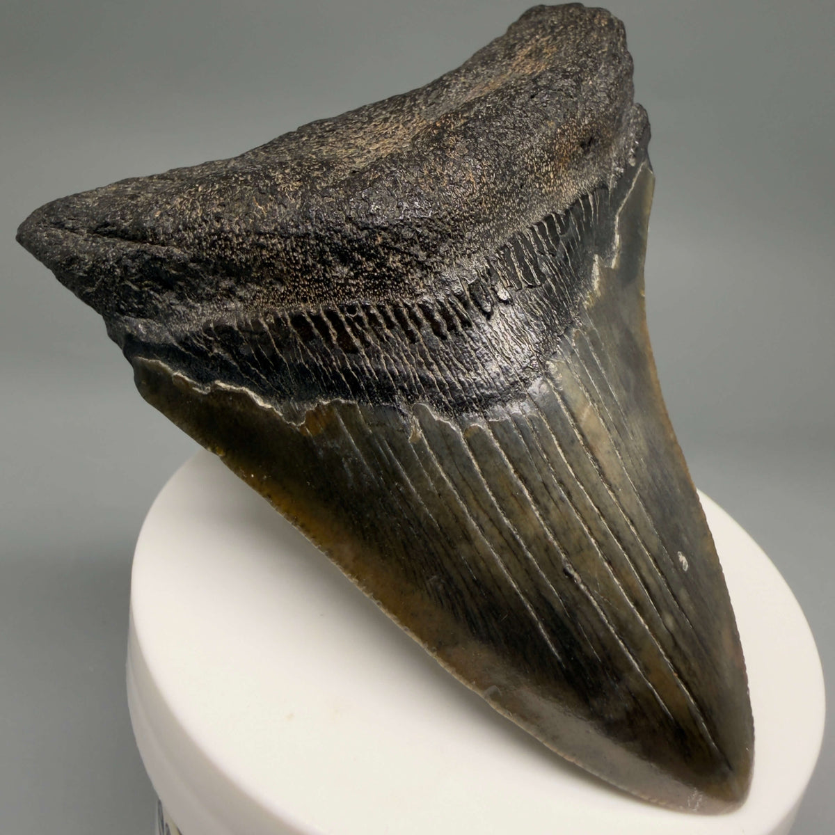 Front Left View Colorful 3.18" Fossil Megalodon Tooth from South Carolina megalodonteeth.com CM6557