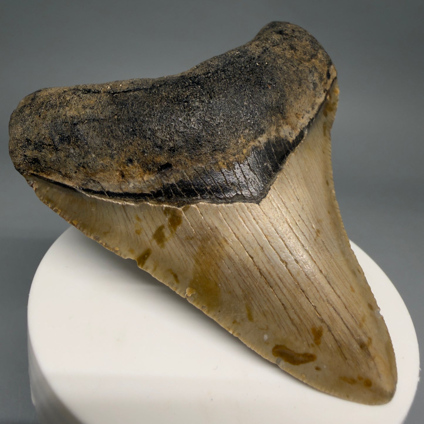Front Left View Colorful 3.20" Fossil Megalodon Tooth from North Carolina - megalodonteeth.com CM6499
