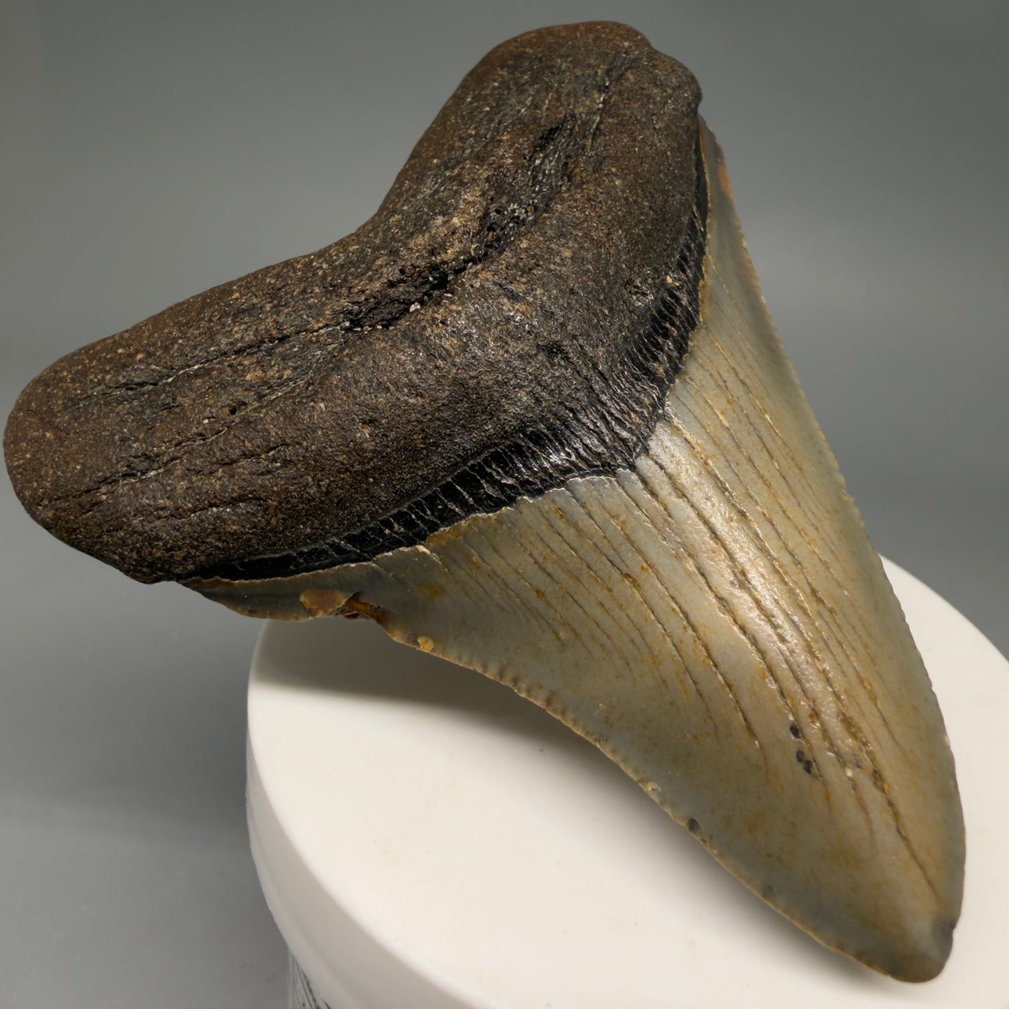 Front Left View Colorful 3.21" Fossil Megalodon Tooth from North Carolina - megalodonteeth.com CM6575