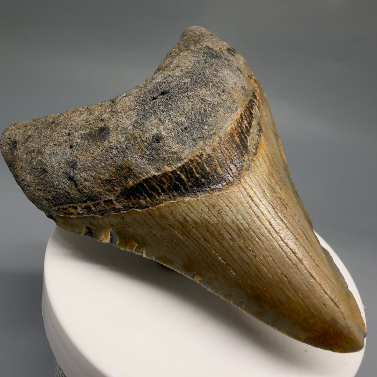 Front Left View Colorful 3.22" Fossil Megalodon Tooth from North Carolina - megalodonteeth.com CM6764