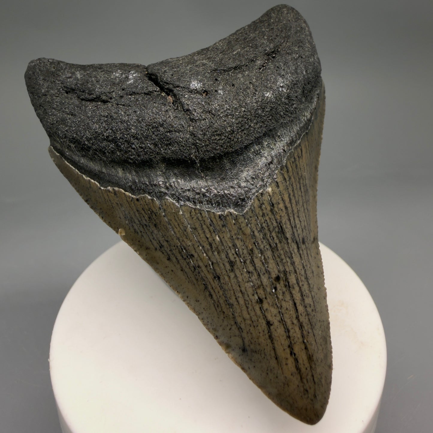 Front Left View Colorful 3.25" Fossil Megalodon Tooth from North Carolina - megalodonteeth.com CM6634