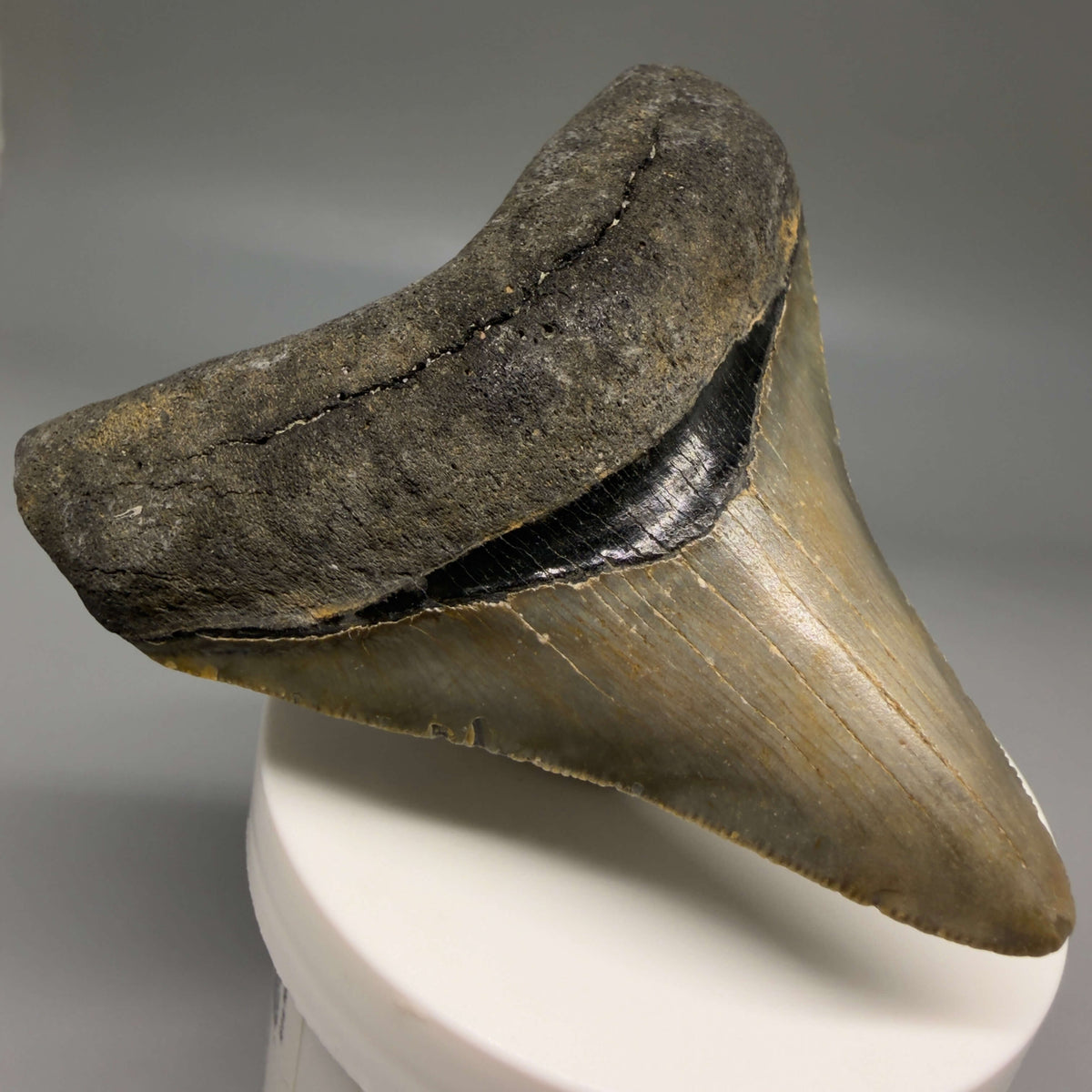 Front Left View Colorful 3.27" Fossil Megalodon Tooth from North Carolina - megalodonteeth.com CM6799