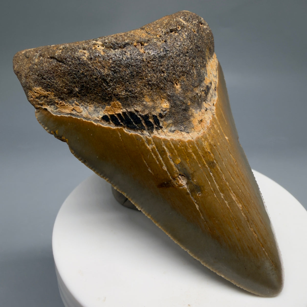 Front Left View Colorful 3.28" Fossil Megalodon Tooth from North Carolina - megalodonteeth.com CM6763