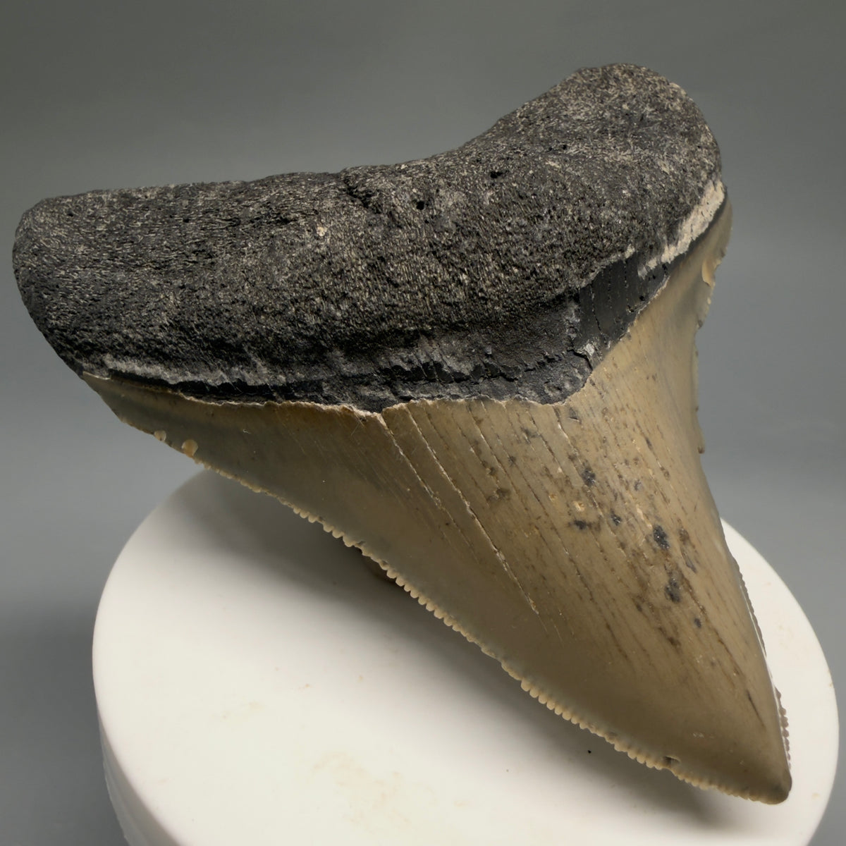 Front Left View Colorful 3.32" Fossil Megalodon Tooth from North Carolina - megalodonteeth.com CM6766