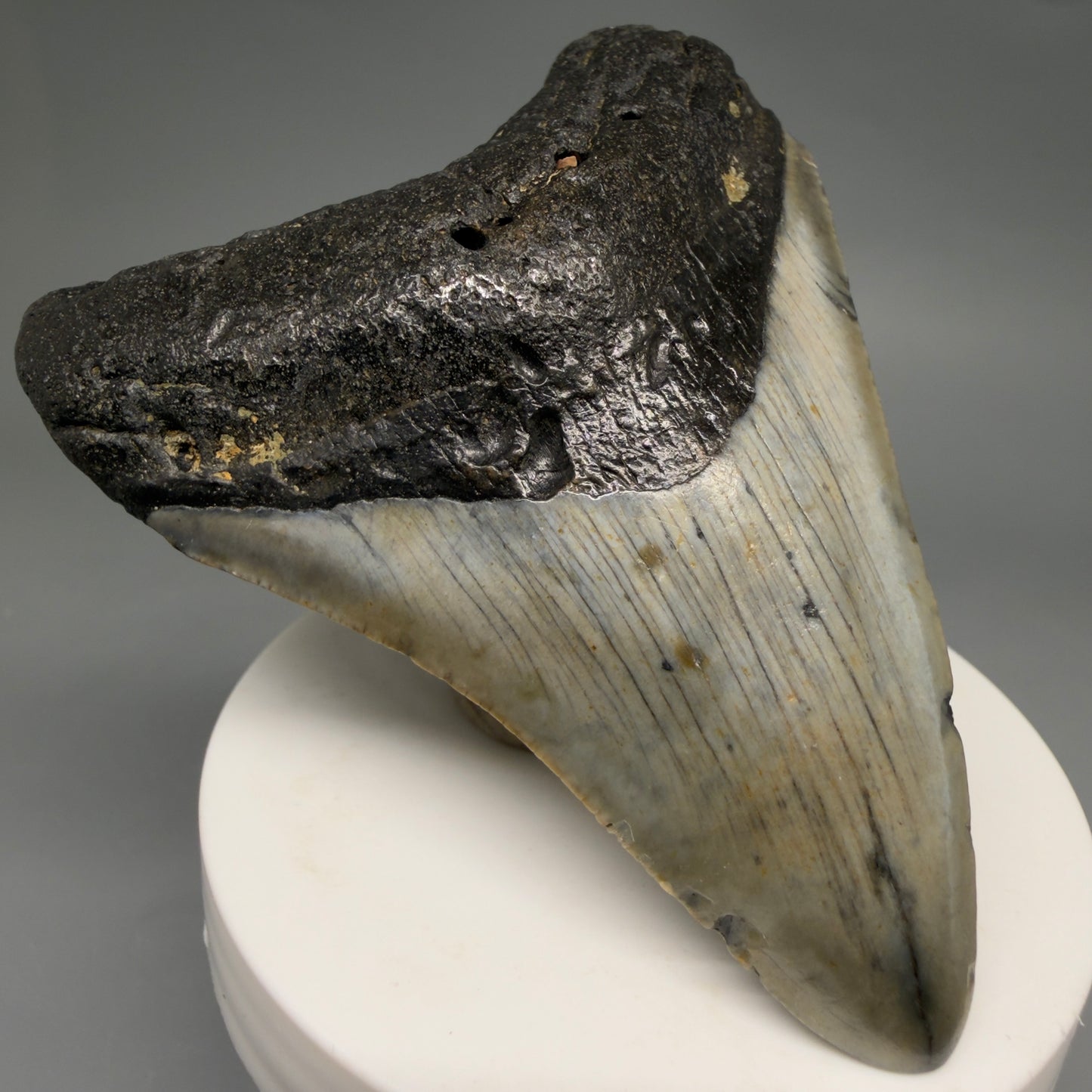 Front Left View Colorful 3.33" Fossil Megalodon Tooth from North Carolina - megalodonteeth.com CM6576