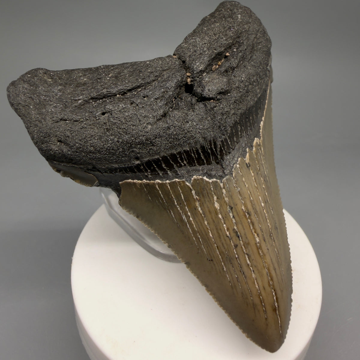 Front Left View Colorful 3.39" Fossil Megalodon Tooth from North Carolina - megalodonteeth.com CM6637