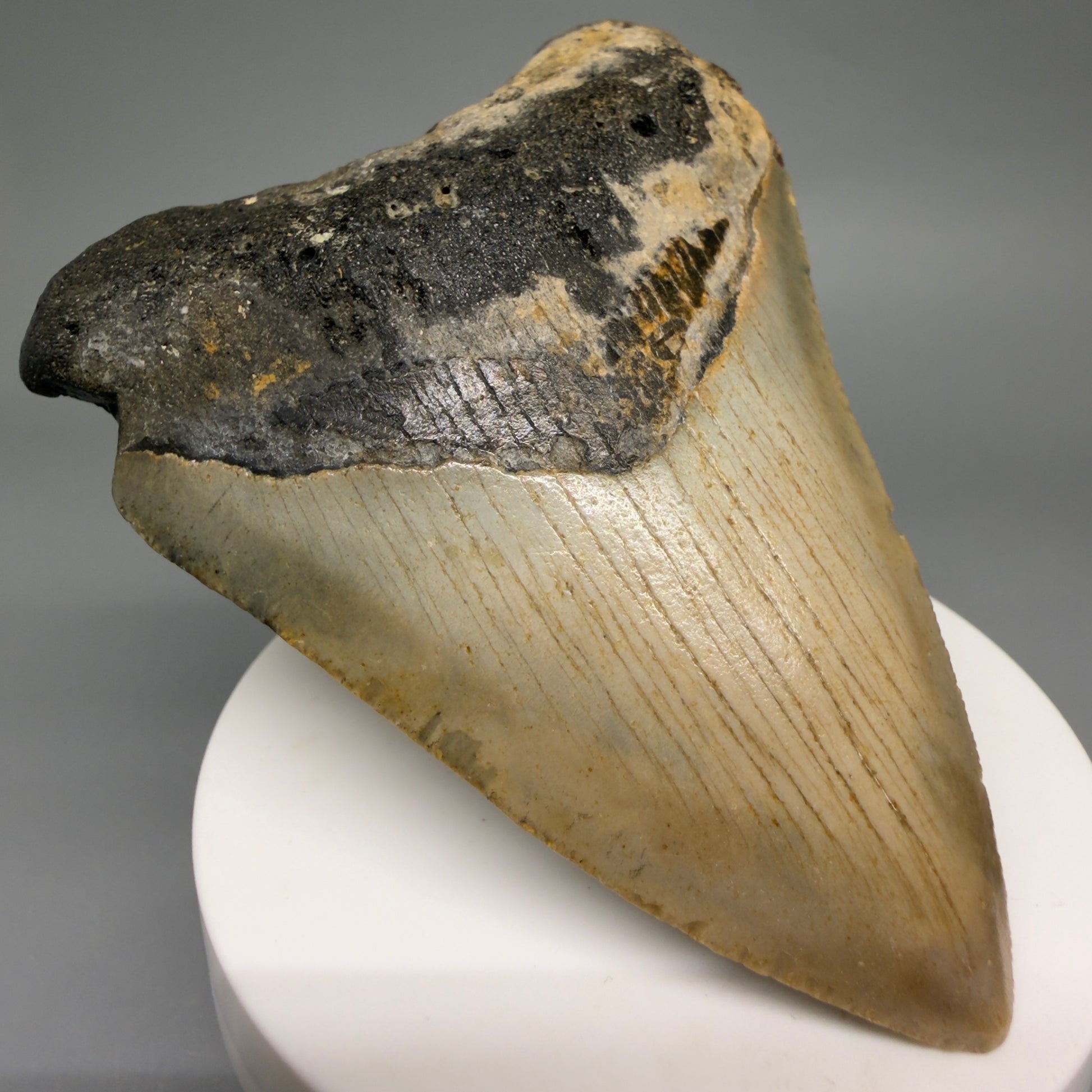Front Left View Colorful 3.40" Fossil Megalodon Tooth from North Carolina - megalodonteeth.com CM6507