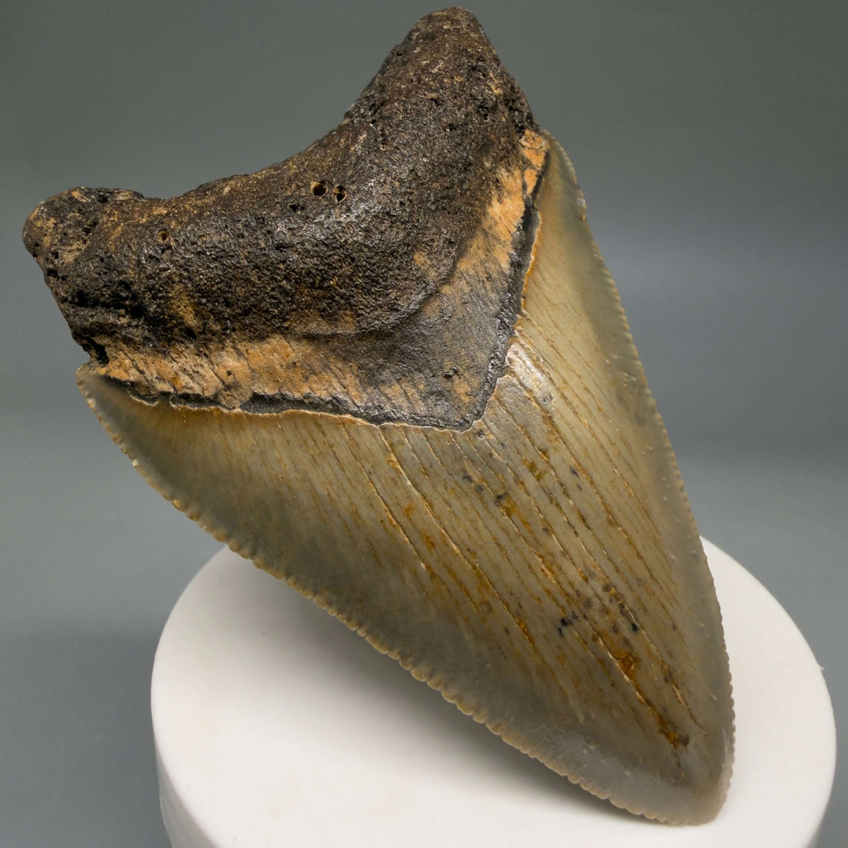 Front Left View Colorful 3.42" Fossil Megalodon Tooth from North Carolina - megalodonteeth.com CM6800