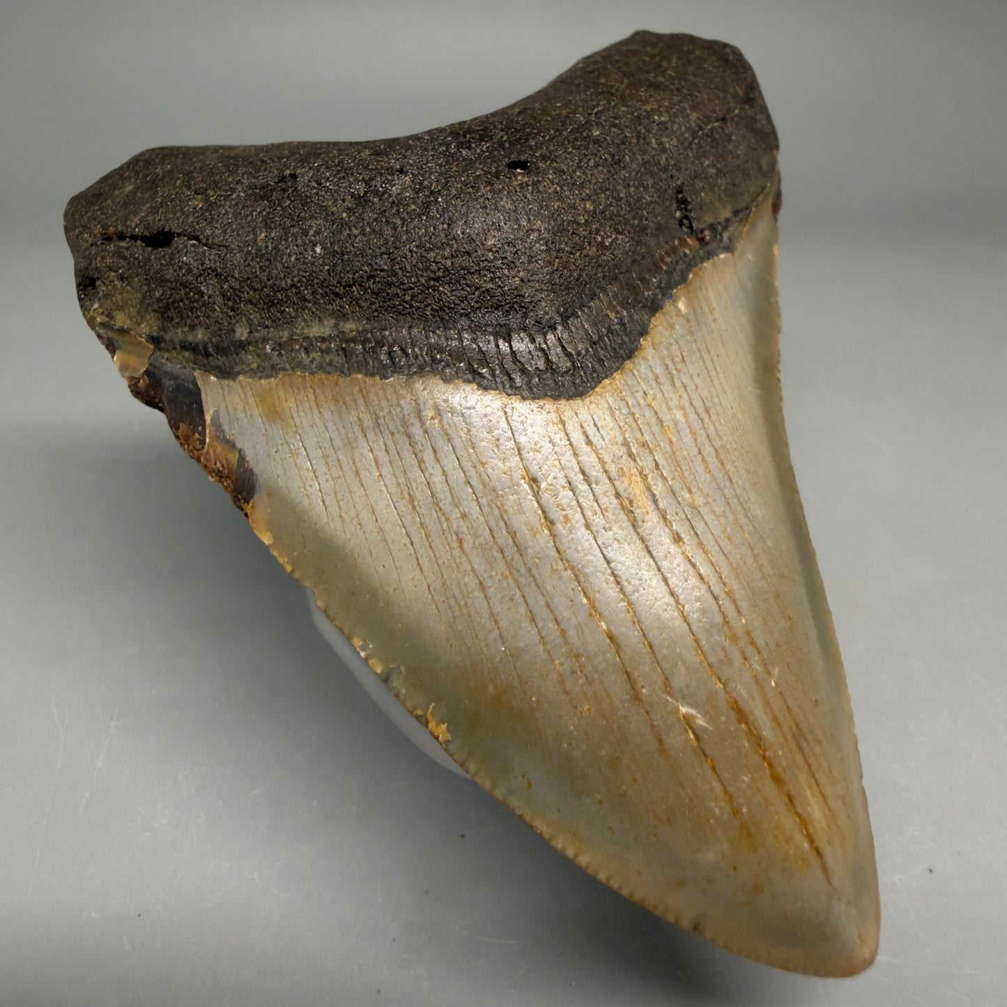 Front Left View Colorful 3.45" Fossil Megalodon Tooth from North Carolina - megalodonteeth.com CM6508