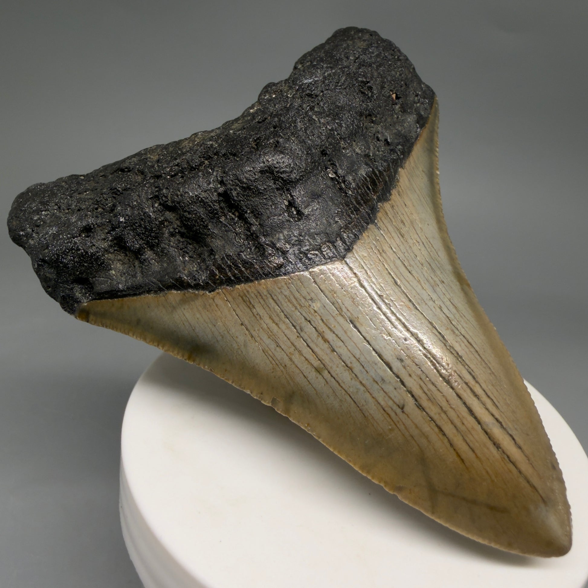 Front Left View Colorful 3.48" Fossil Megalodon Tooth from North Carolina - megalodonteeth.com CM6578