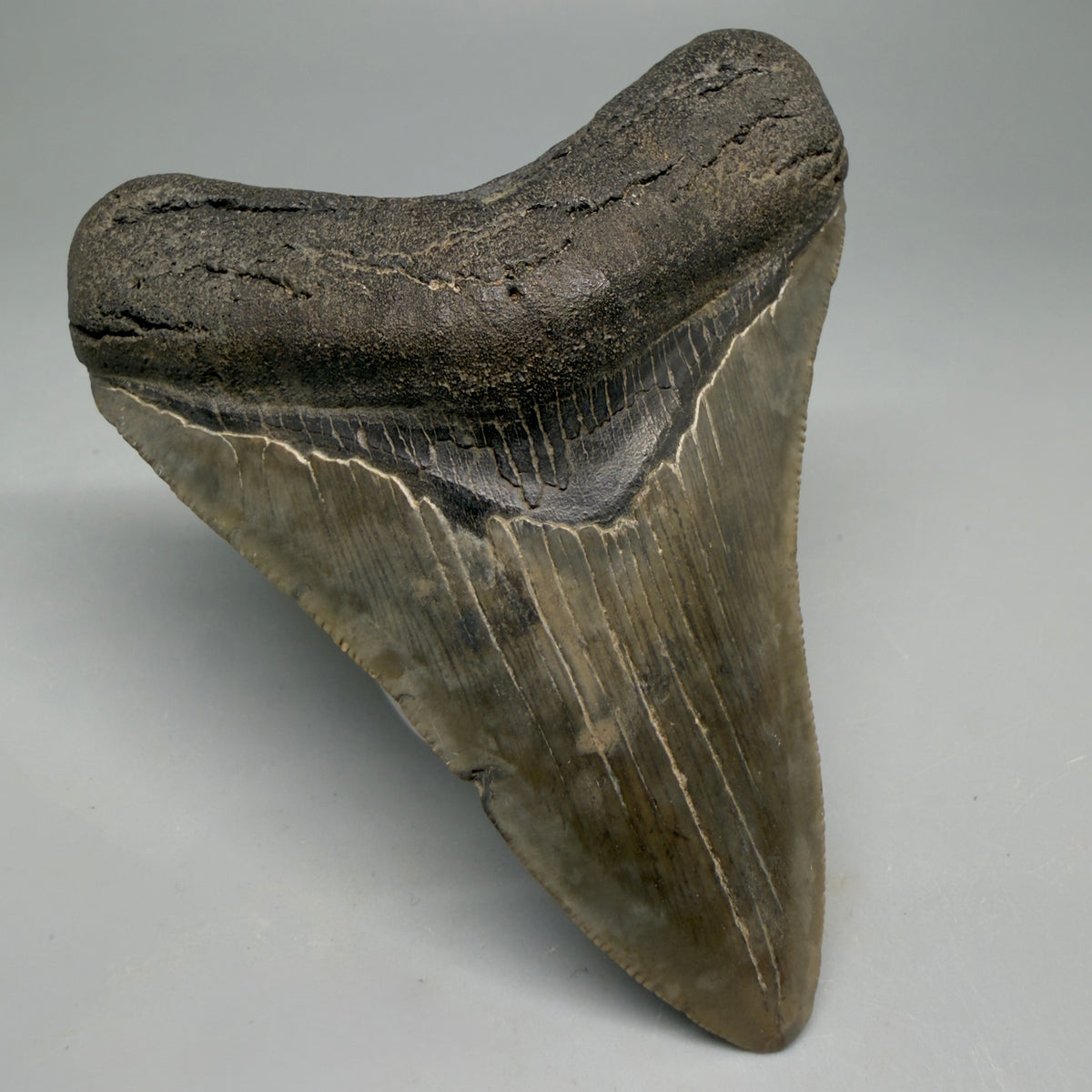 Front Left View Colorful 3.50" Fossil Megalodon Tooth from South Carolina megalodonteeth.com CM6564