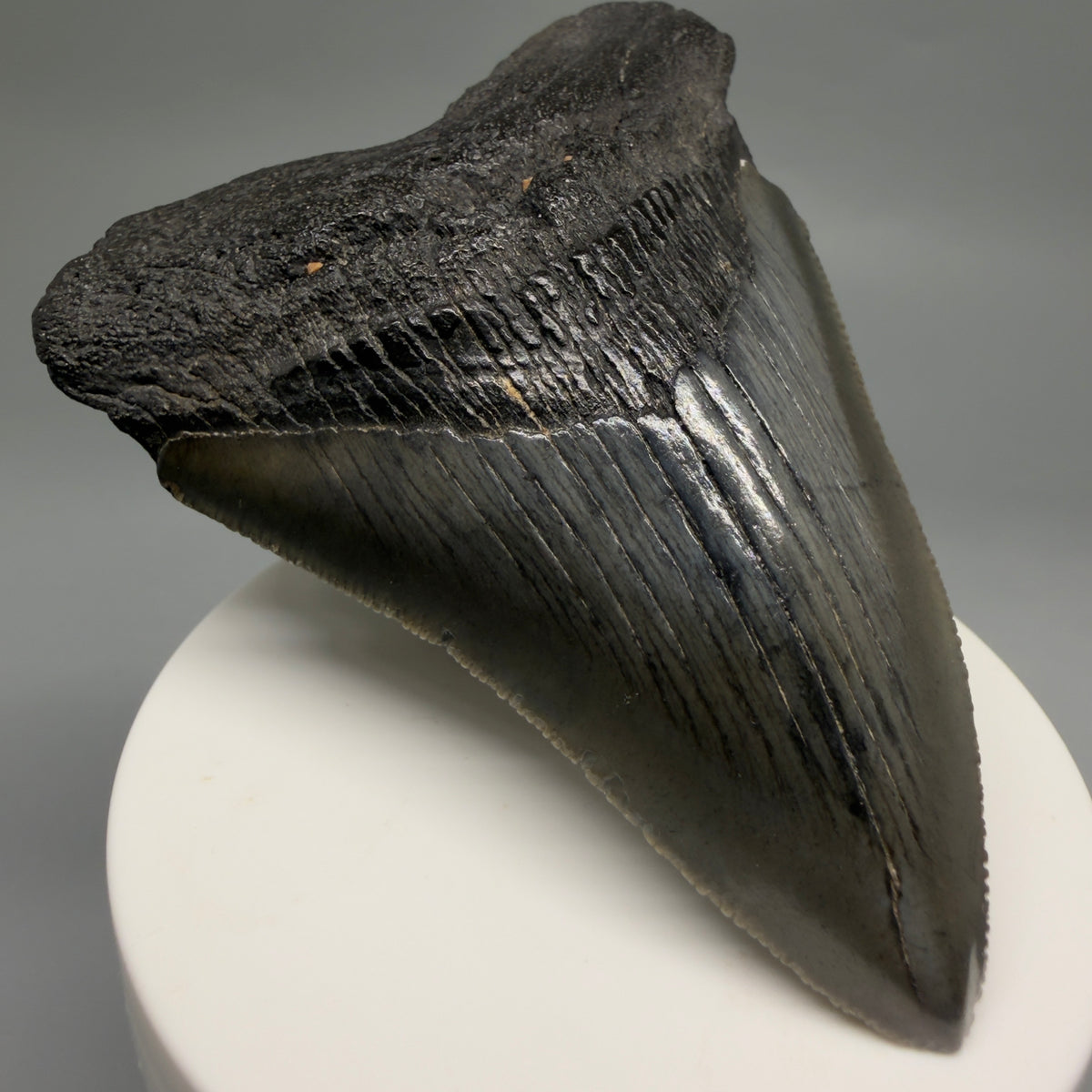 Front Left View Colorful 3.54" Fossil Megalodon Tooth from South Carolina megalodonteeth.com CM6562