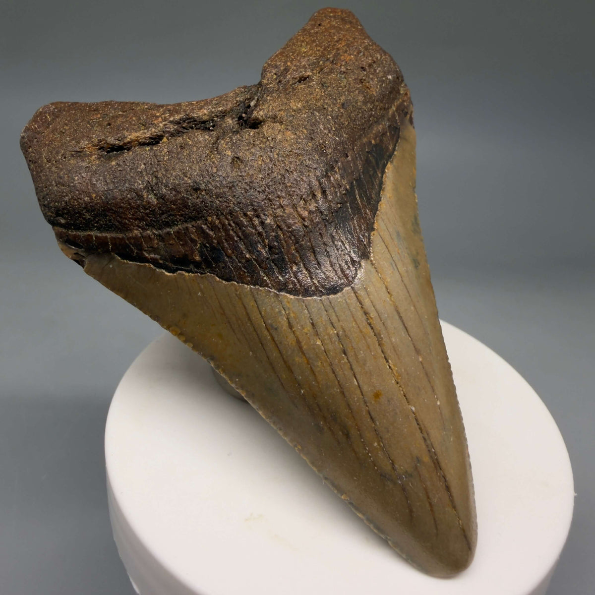 Front Left View Colorful 3.55" Fossil Megalodon Tooth from North Carolina - megalodonteeth.com CM8602