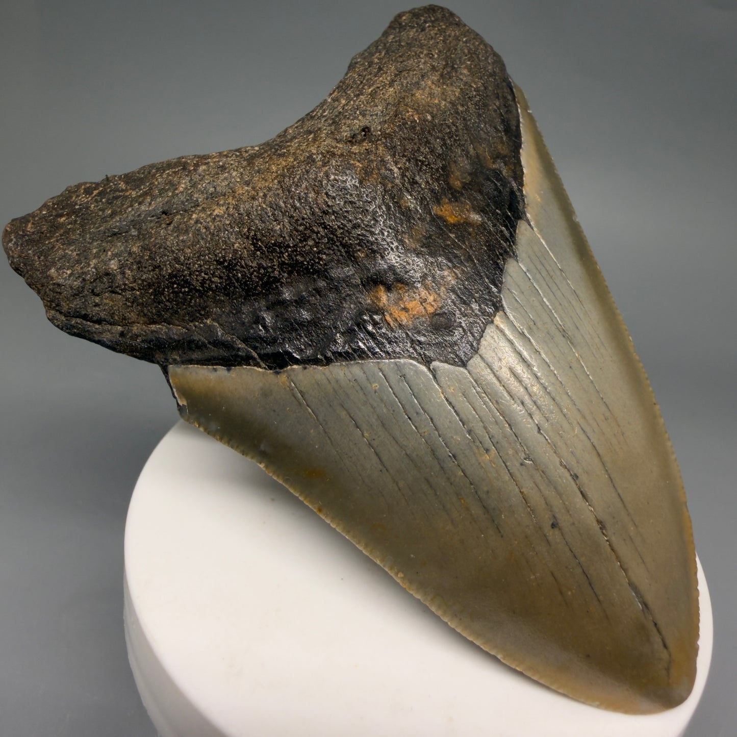 Front Left View Colorful 3.57" Fossil Megalodon Tooth from North Carolina - megalodonteeth.com CM6579