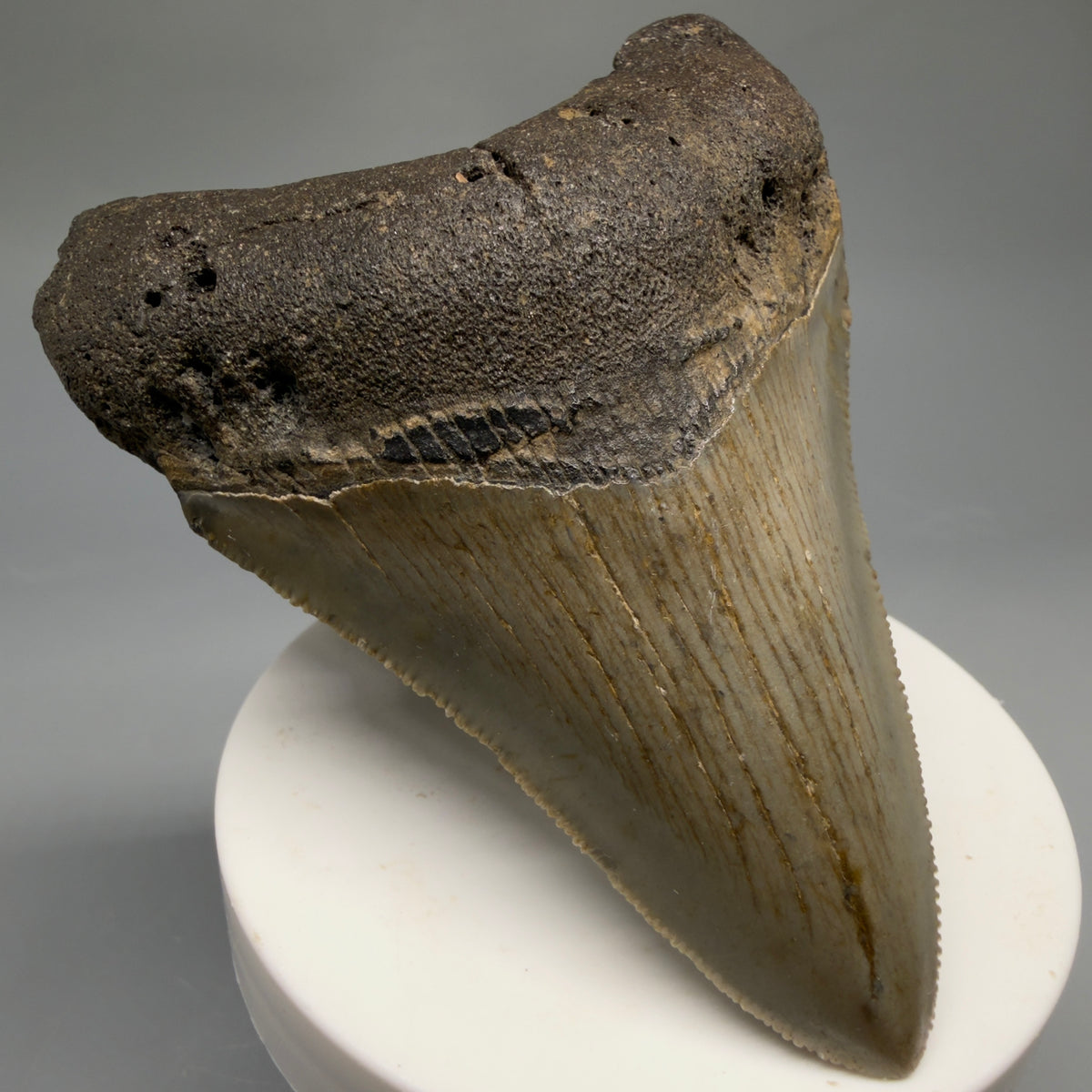 Front Left View Colorful 3.62" Fossil Megalodon Tooth from North Carolina - megalodonteeth.com CM6769