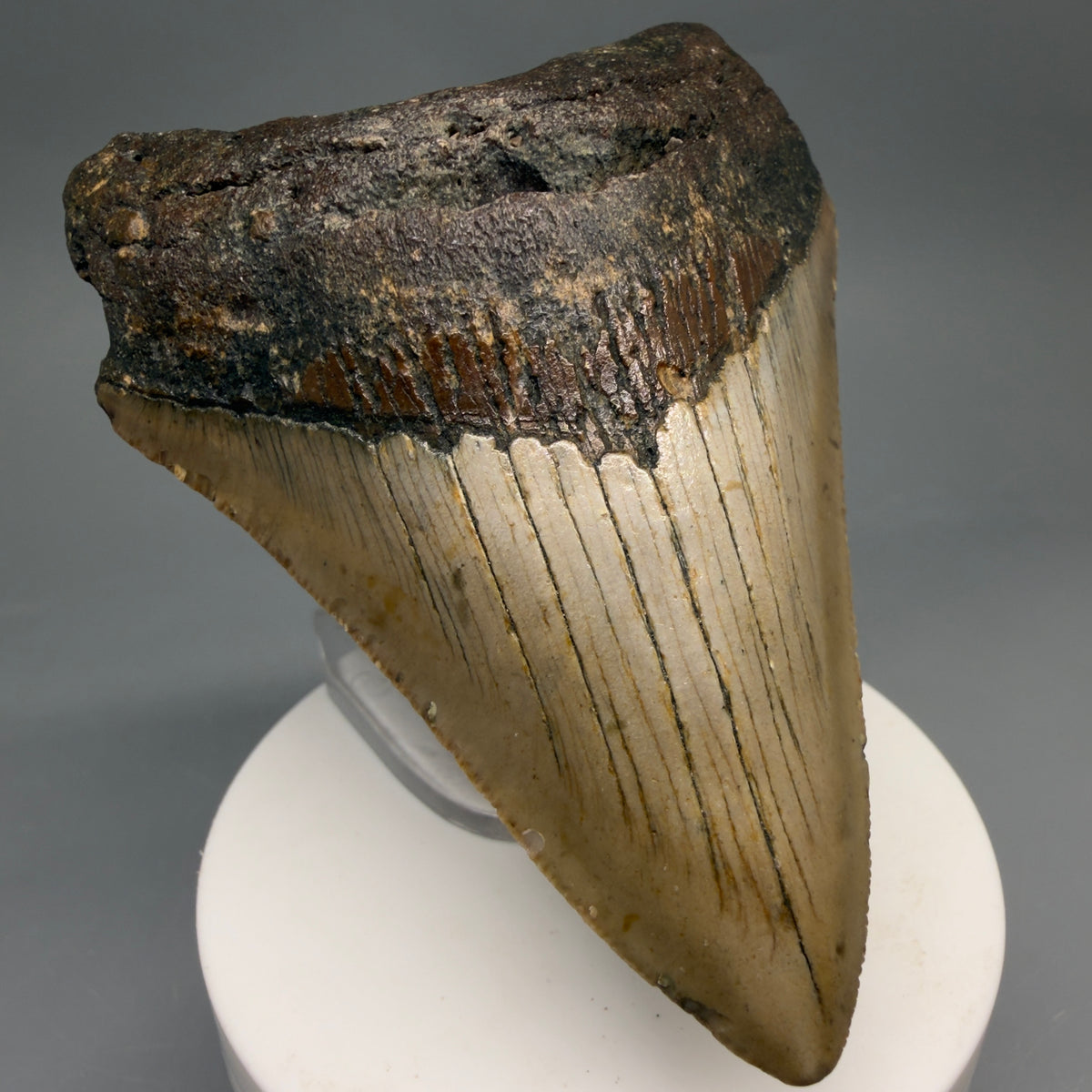 Front Left View Colorful 3.63" Fossil Megalodon Tooth from North Carolina - megalodonteeth.com CM6644