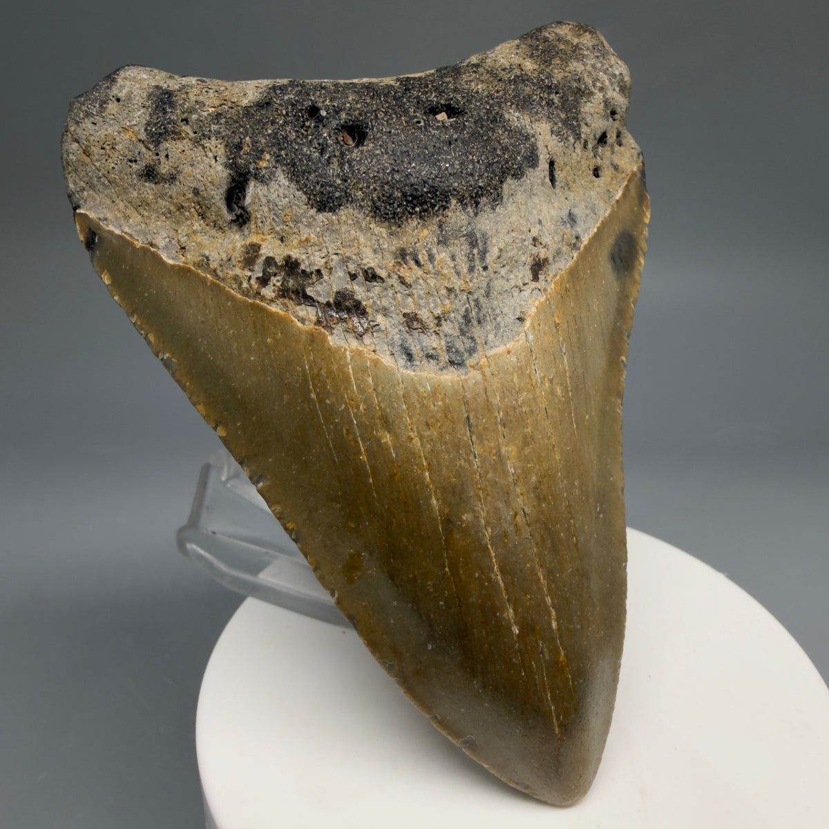 Front Left View Colorful 3.66" Fossil Megalodon Tooth from North Carolina - megalodonteeth.com CM6770 