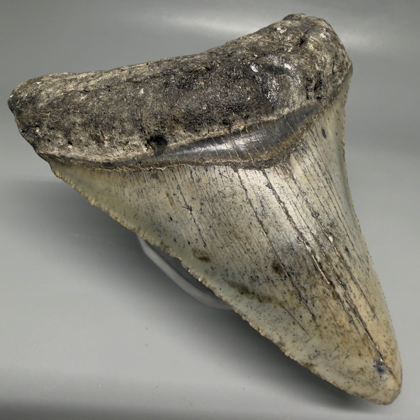 Front Left View Colorful 3.68" Fossil Megalodon Tooth from North Carolina - megalodonteeth.com CM6503