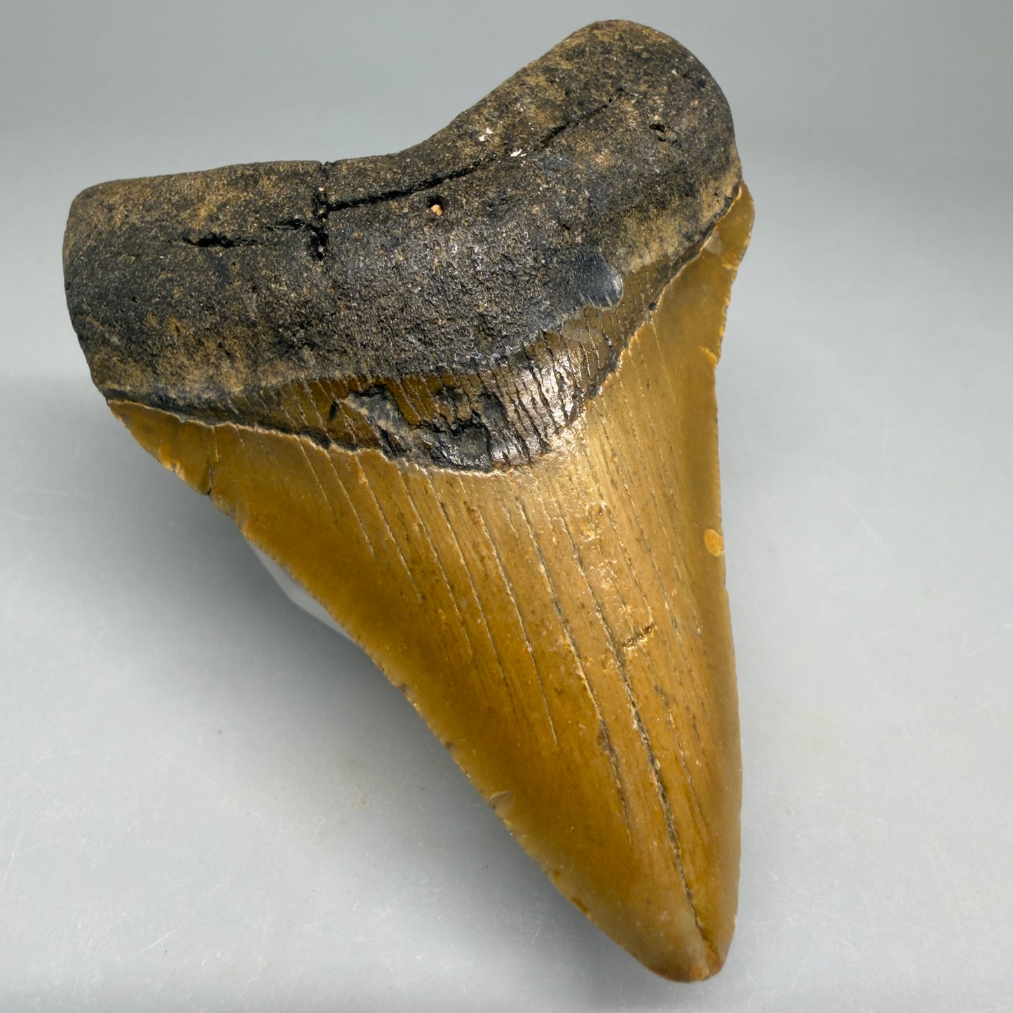 Front Left View Colorful 3.69" Fossil Megalodon Tooth from North Carolina - megalodonteeth.com CM6509