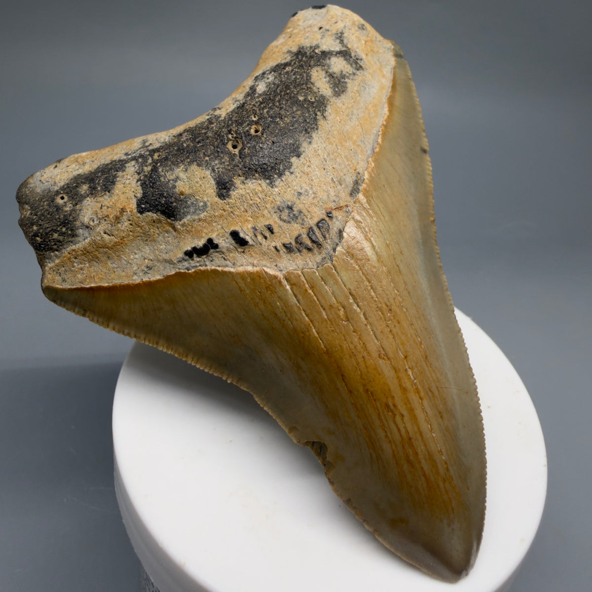 Front Left View Colorful 3.71" Fossil Megalodon Tooth from North Carolina - megalodonteeth.com CM6771