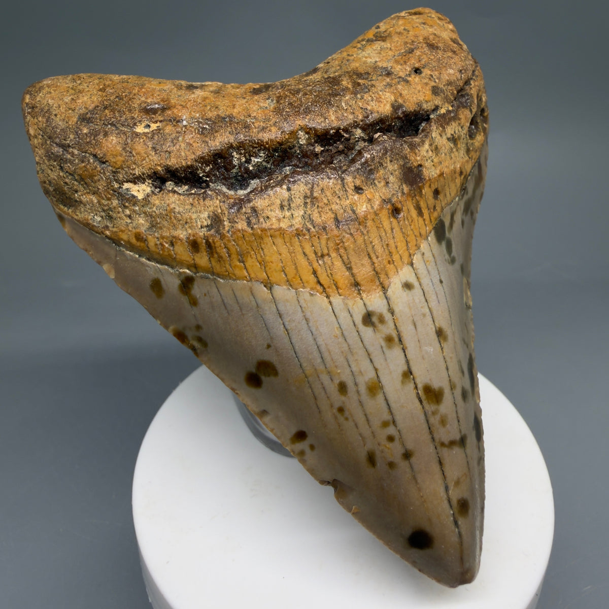 Front Left View Colorful 3.77" Fossil Megalodon Tooth from North Carolina - megalodonteeth.com CM6645