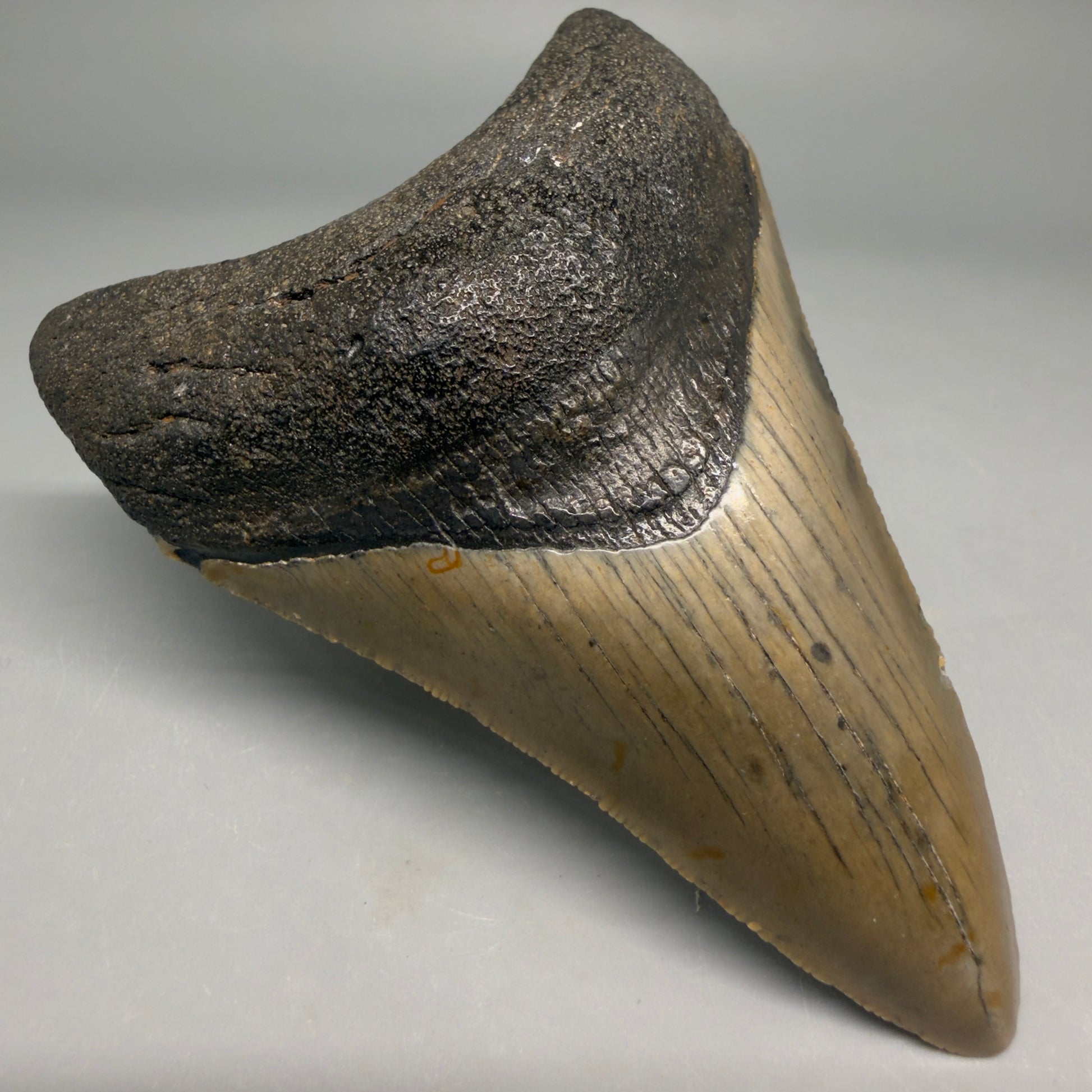 Front Left View Colorful 3.78" Fossil Megalodon Tooth from North Carolina - megalodonteeth.com CM6510 - 1