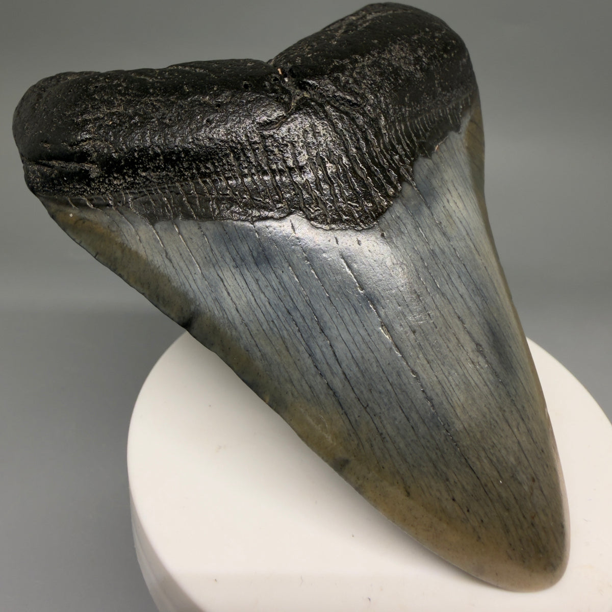 Front Left View Colorful 3.80" Fossil Megalodon Tooth from South Carolina megalodonteeth.com CM6570