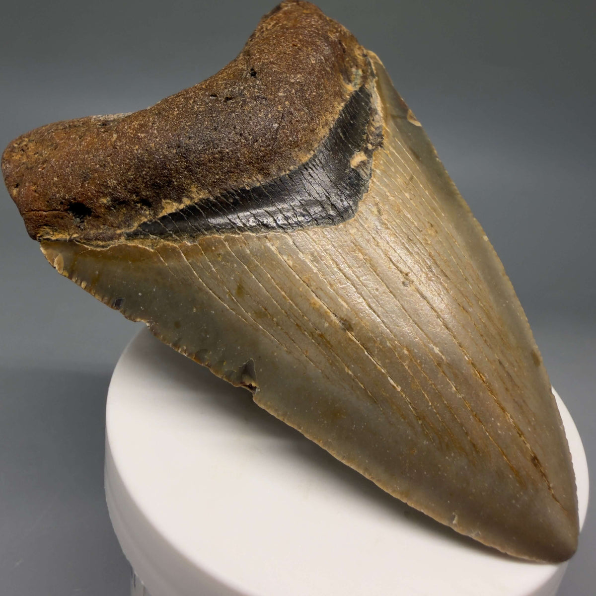 Front Left View Colorful 3.81" Fossil Megalodon Tooth from North Carolina - megalodonteeth.com CM6805