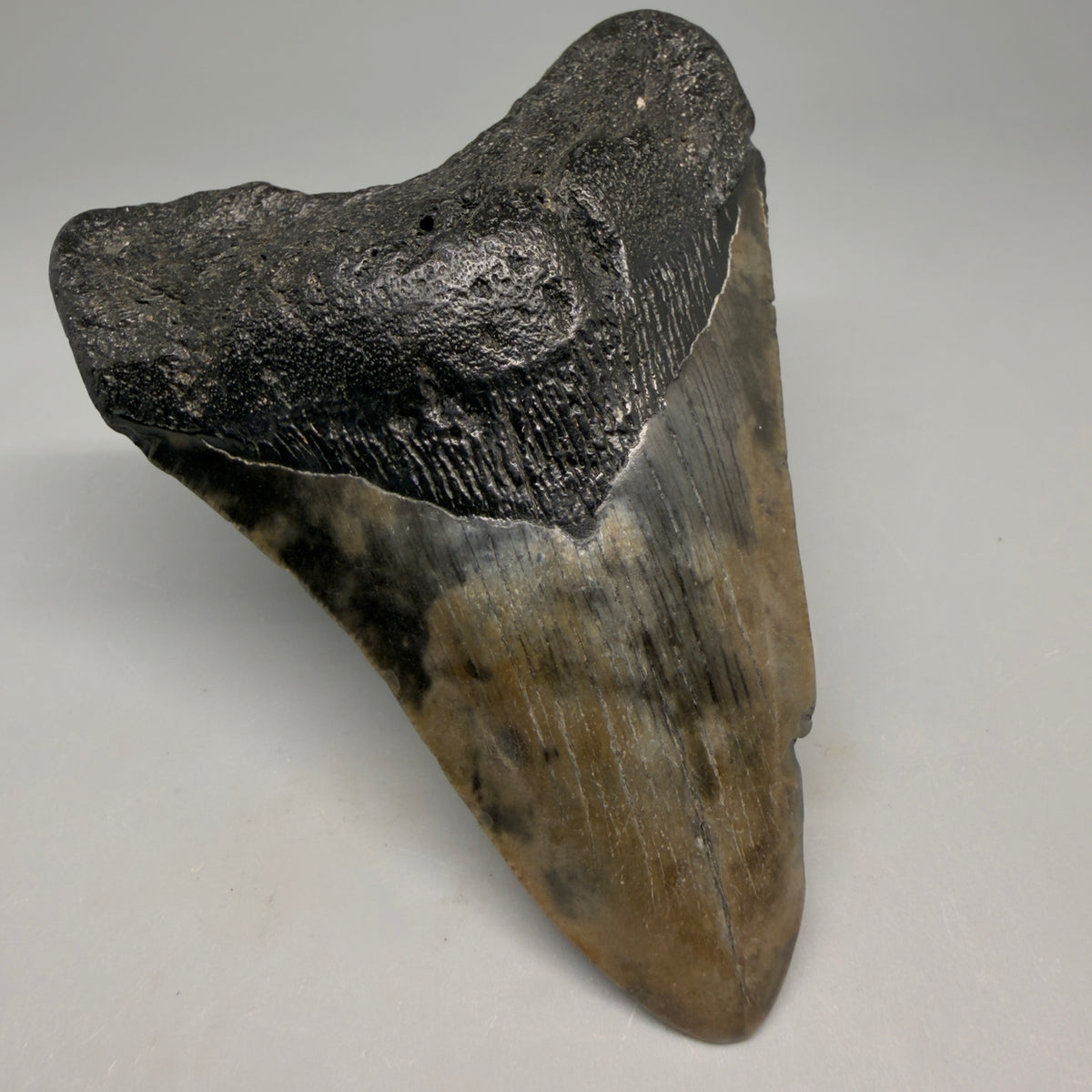 Front Left View Colorful 3.91" Fossil Megalodon Tooth from South Carolina megalodonteeth.com CM6567