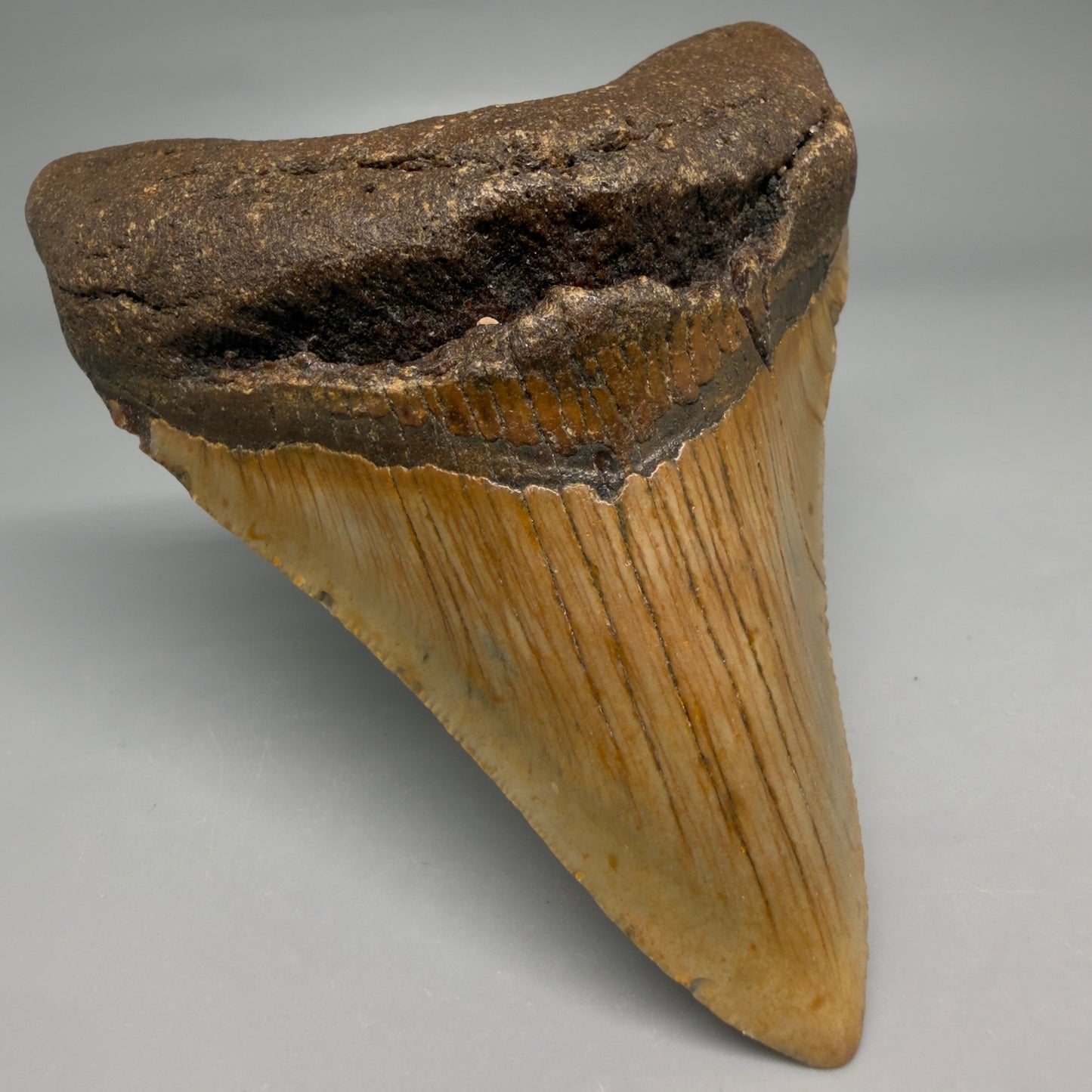 Front Left View Colorful 3.92" Fossil Megalodon Tooth from North Carolina - megalodonteeth.com CM6506