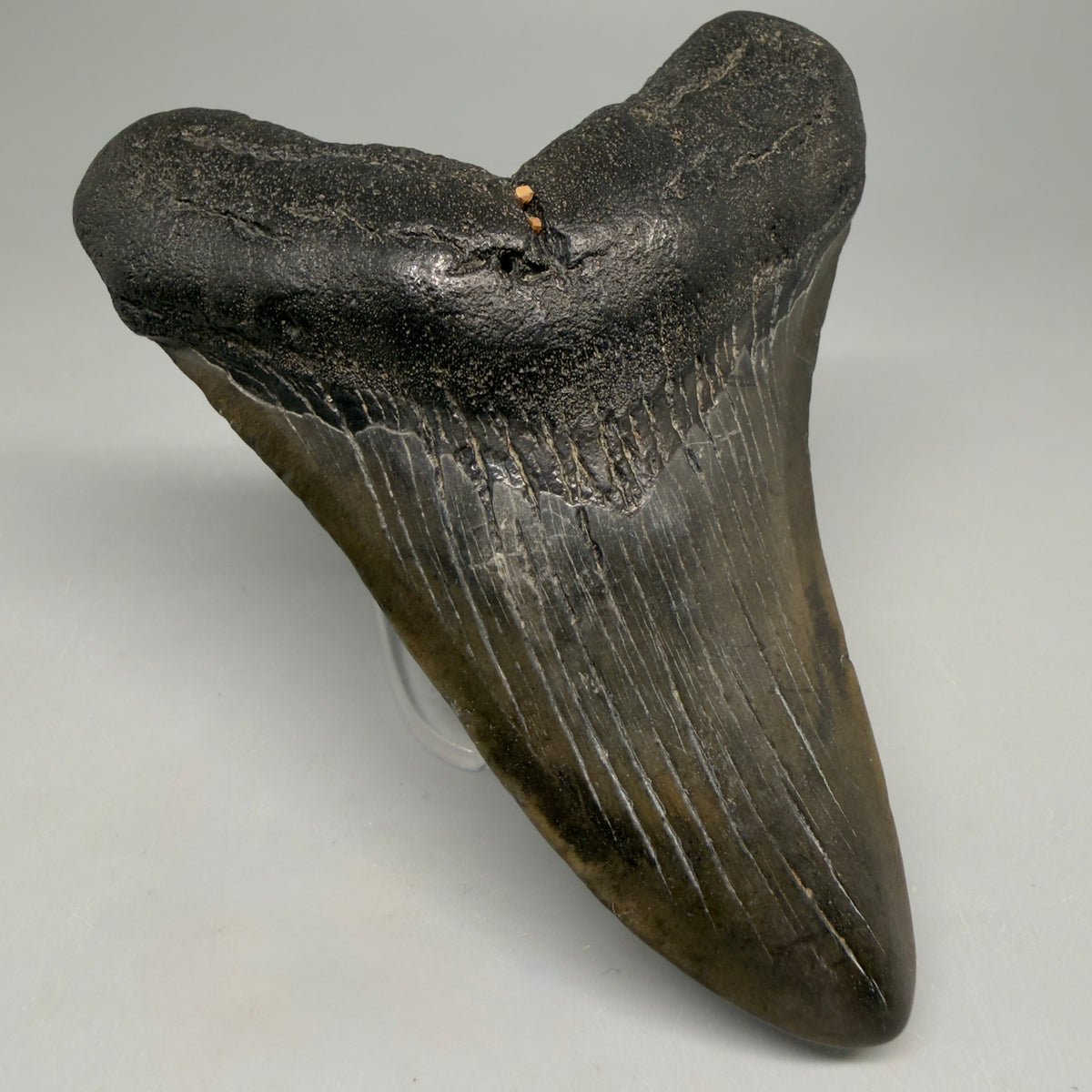 Front Left View Colorful 3.92" Fossil Megalodon Tooth from South Carolina megalodonteeth.com CM6569