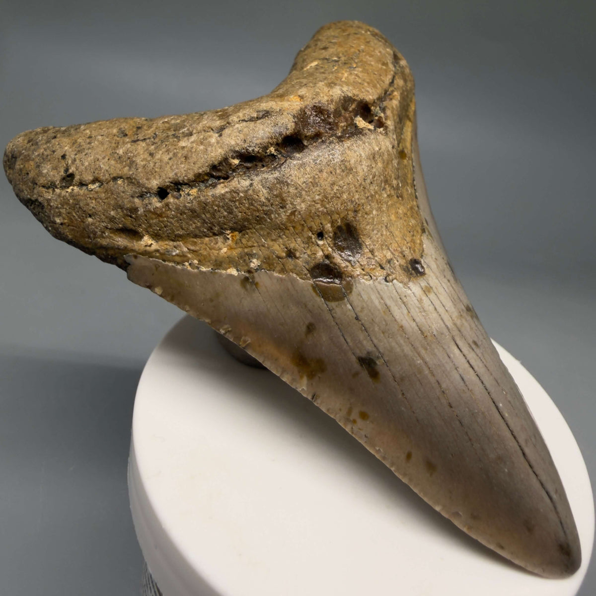 Front Left View Colorful 3.97" Fossil Megalodon Tooth from North Carolina - megalodonteeth.com CM6801